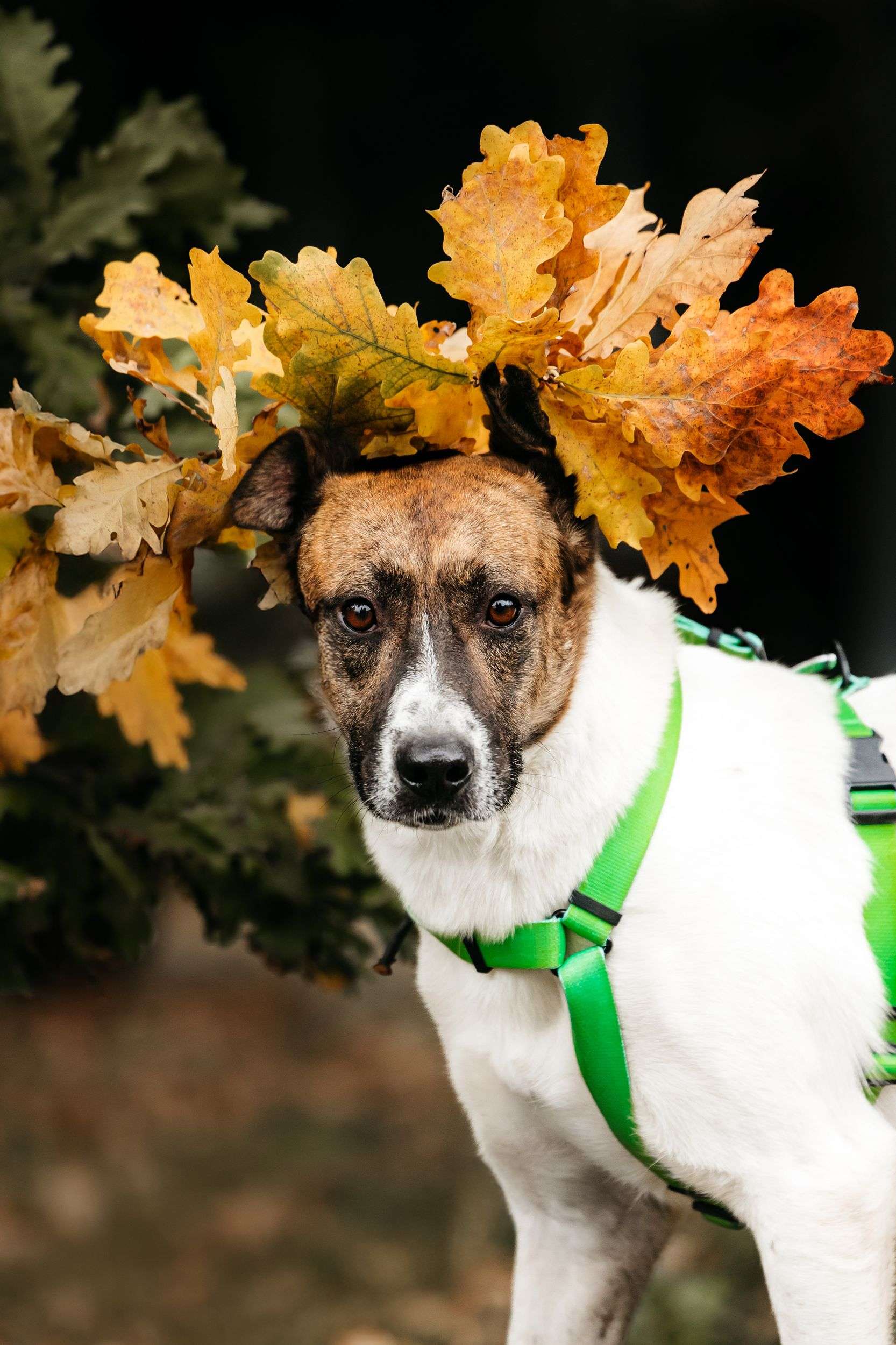 Трогательный собакен ищет дом