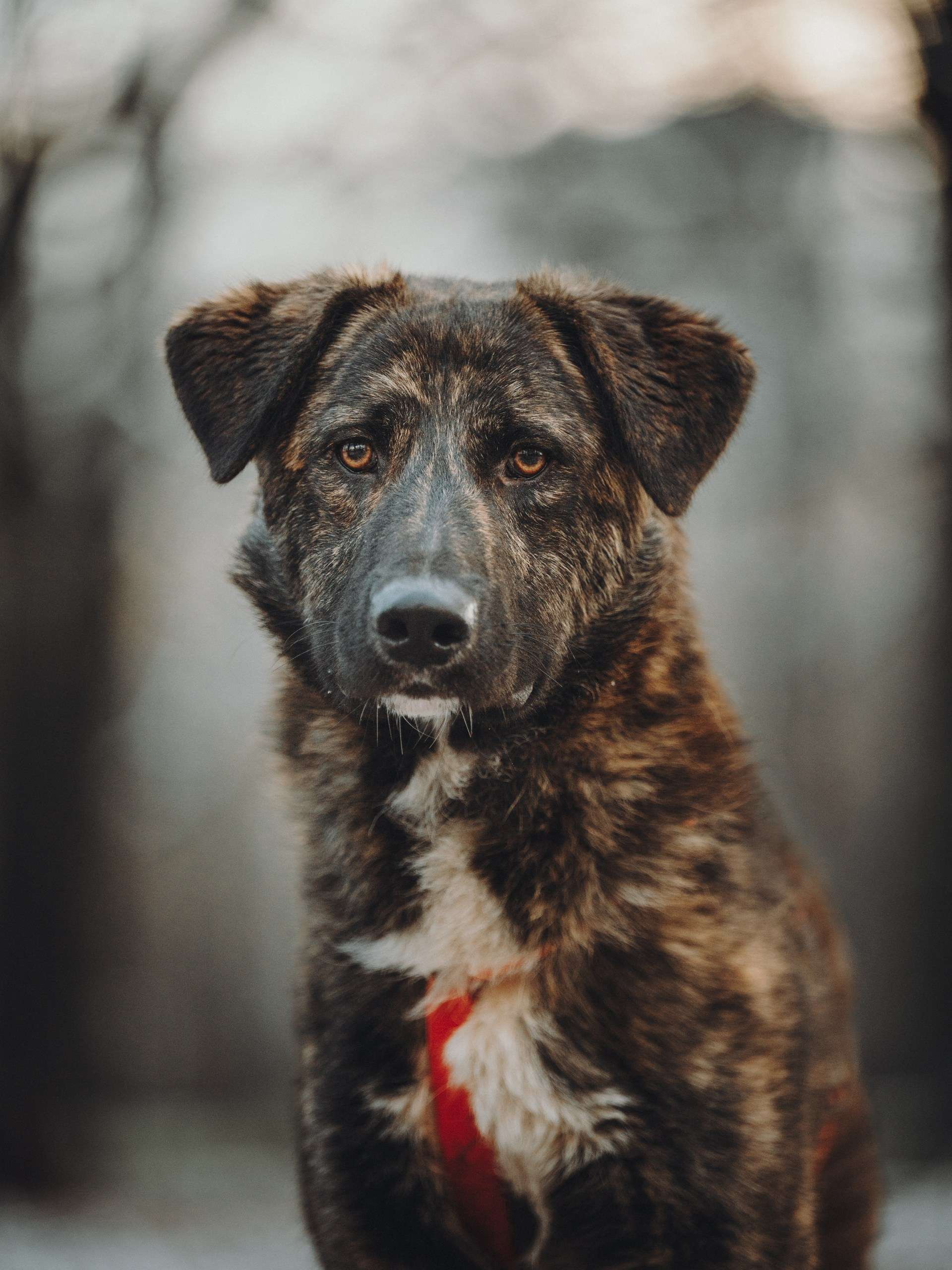 Роскошный Элвин ищет дом!