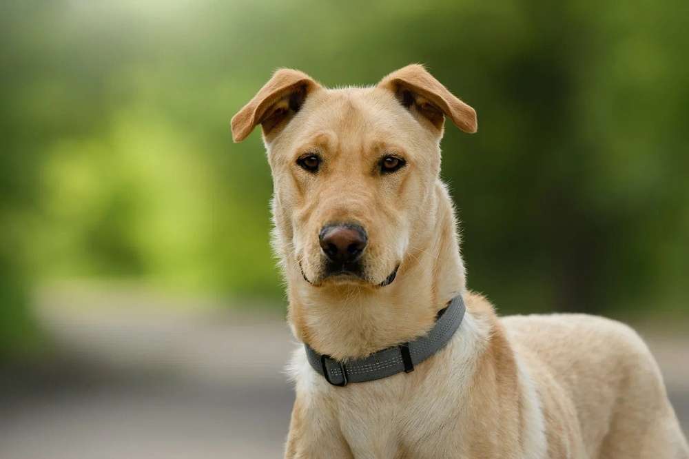 Батон ждет Вас в приюте!