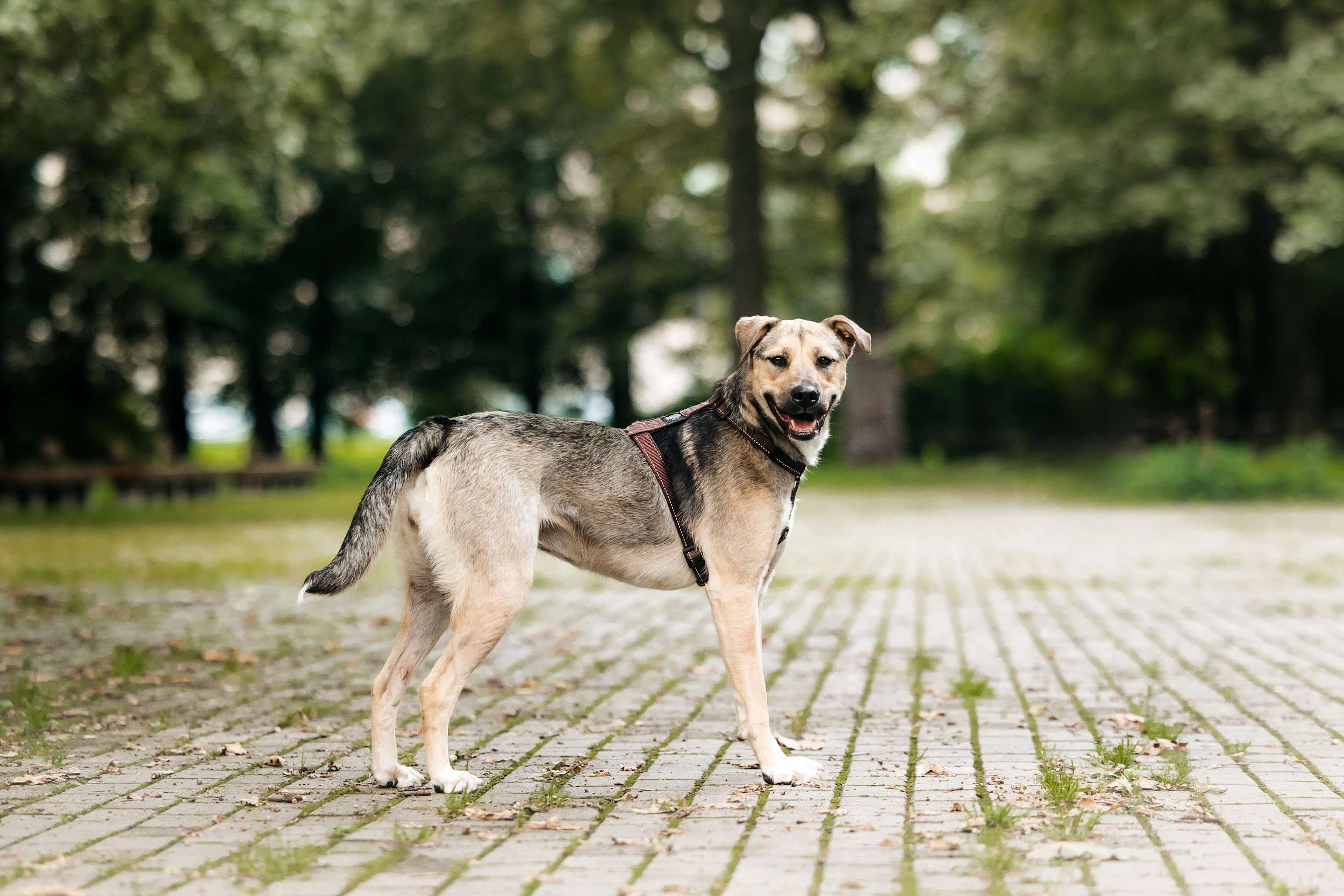 Солнечная Эстер в добрые руки