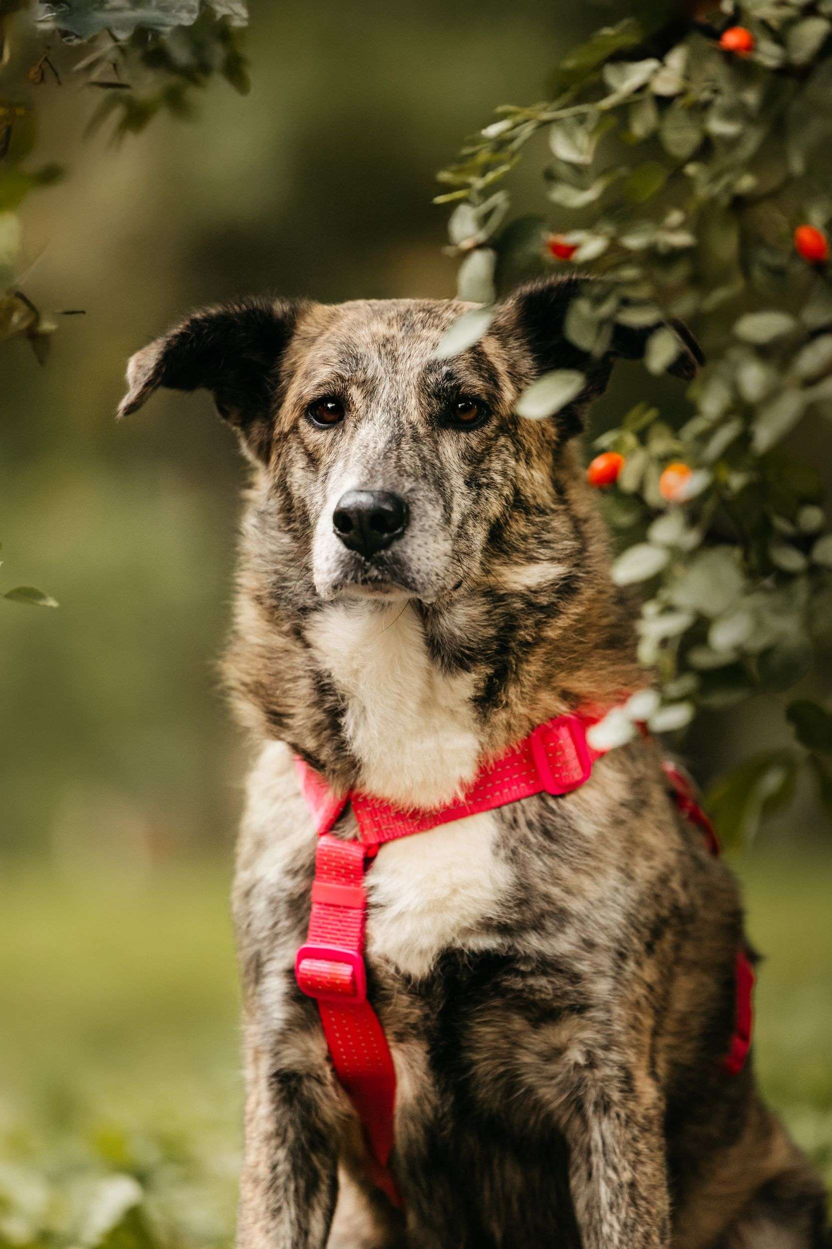 Уникальная Верба в поисках дома
