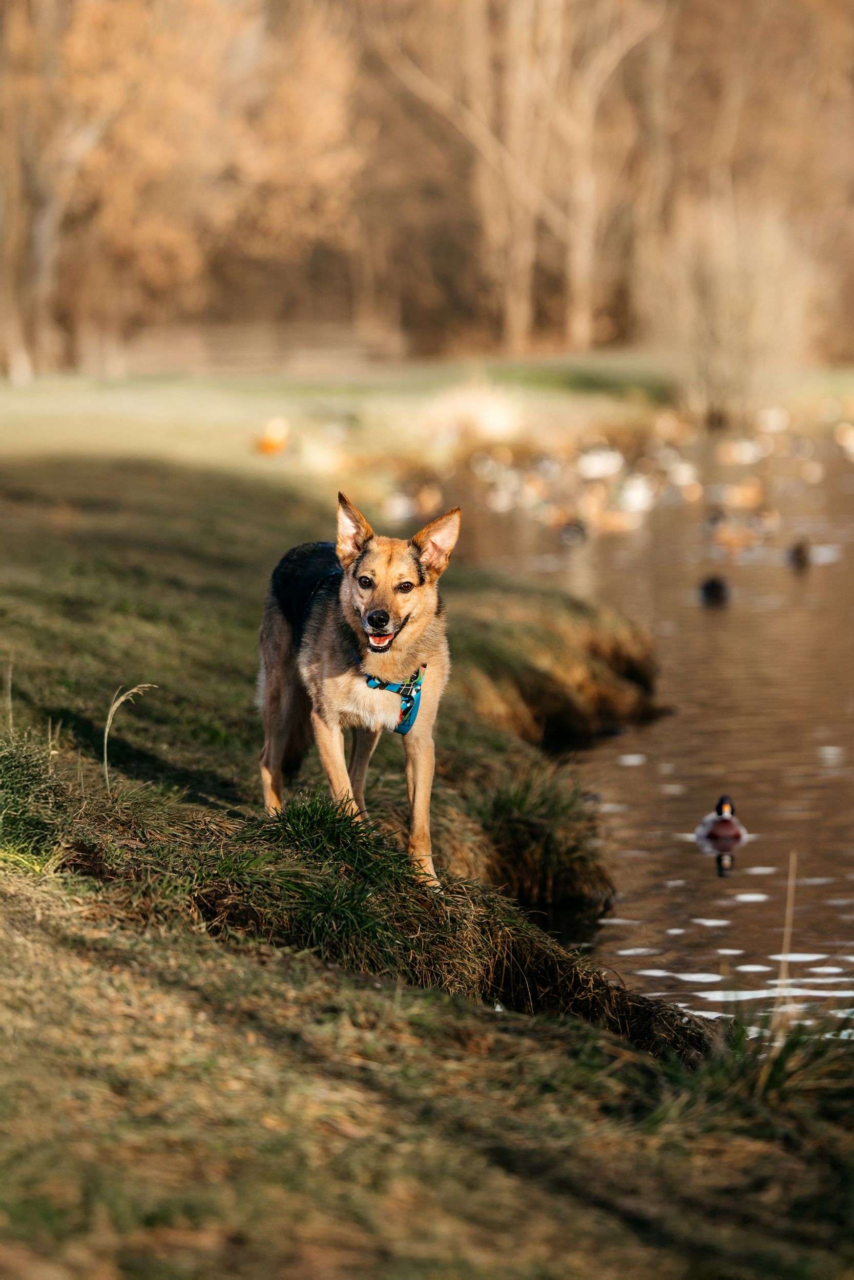 Нежный Читос ищет дом