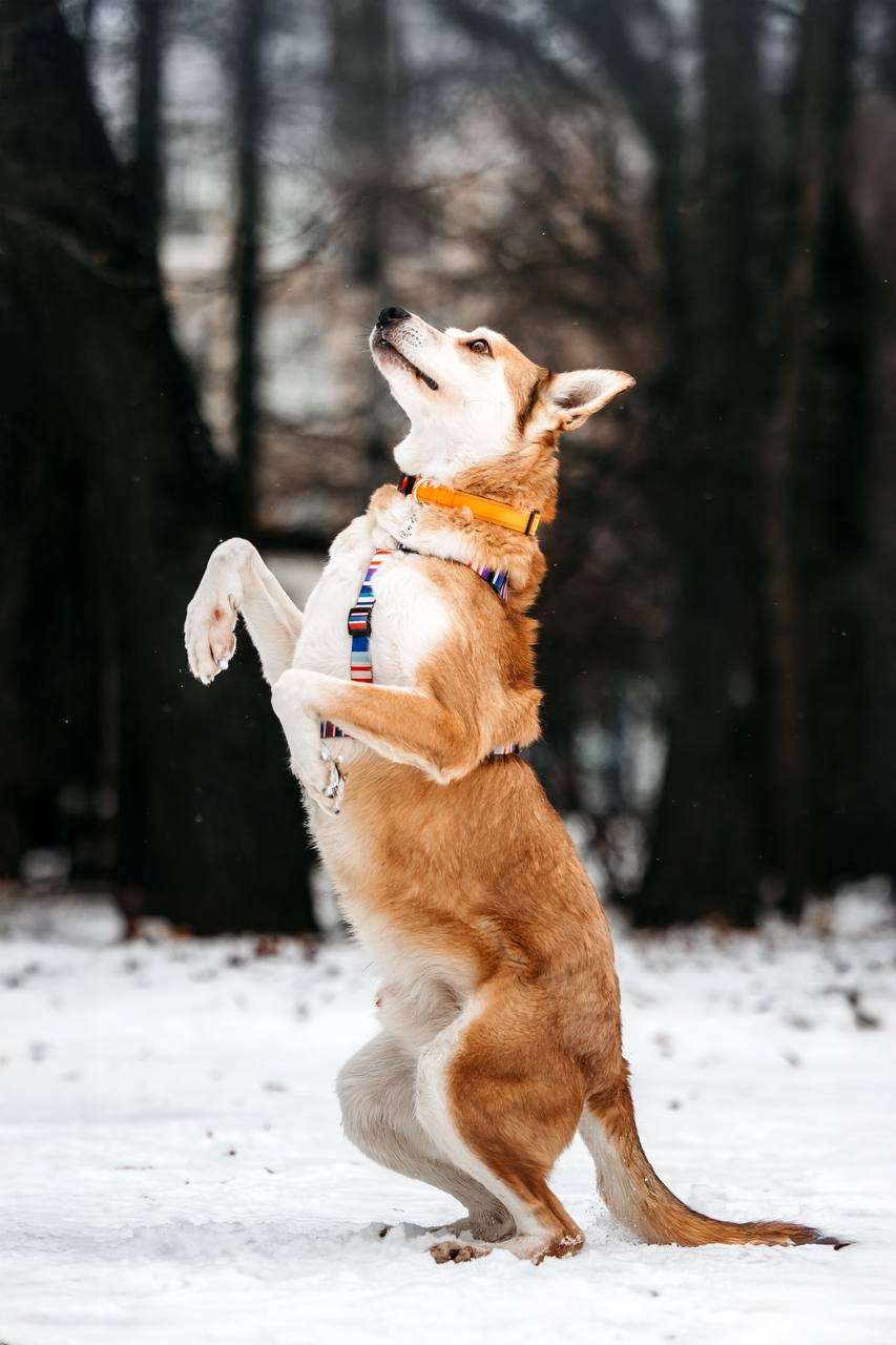 Грациозный Вальс ищет дом