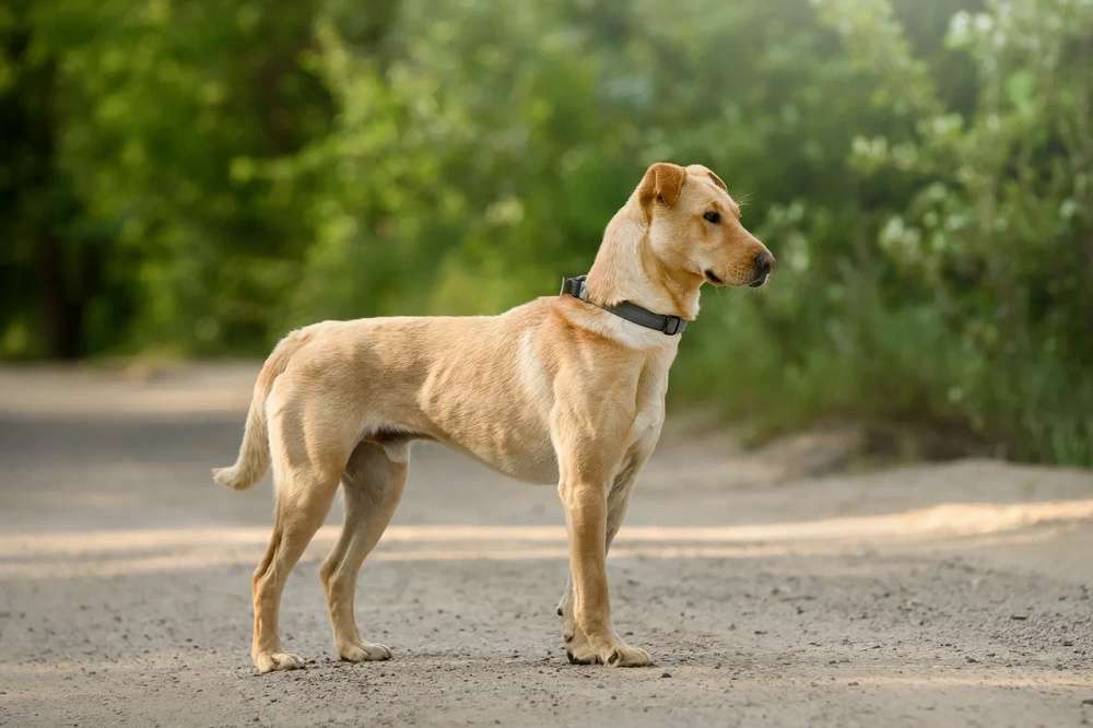 Батон ждет Вас в приюте!