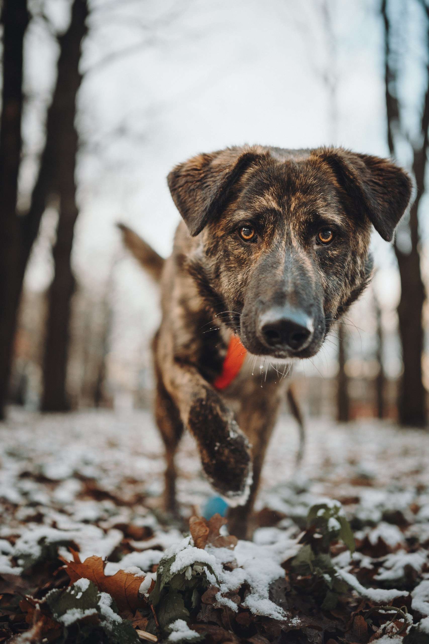 Роскошный Элвин ищет дом!