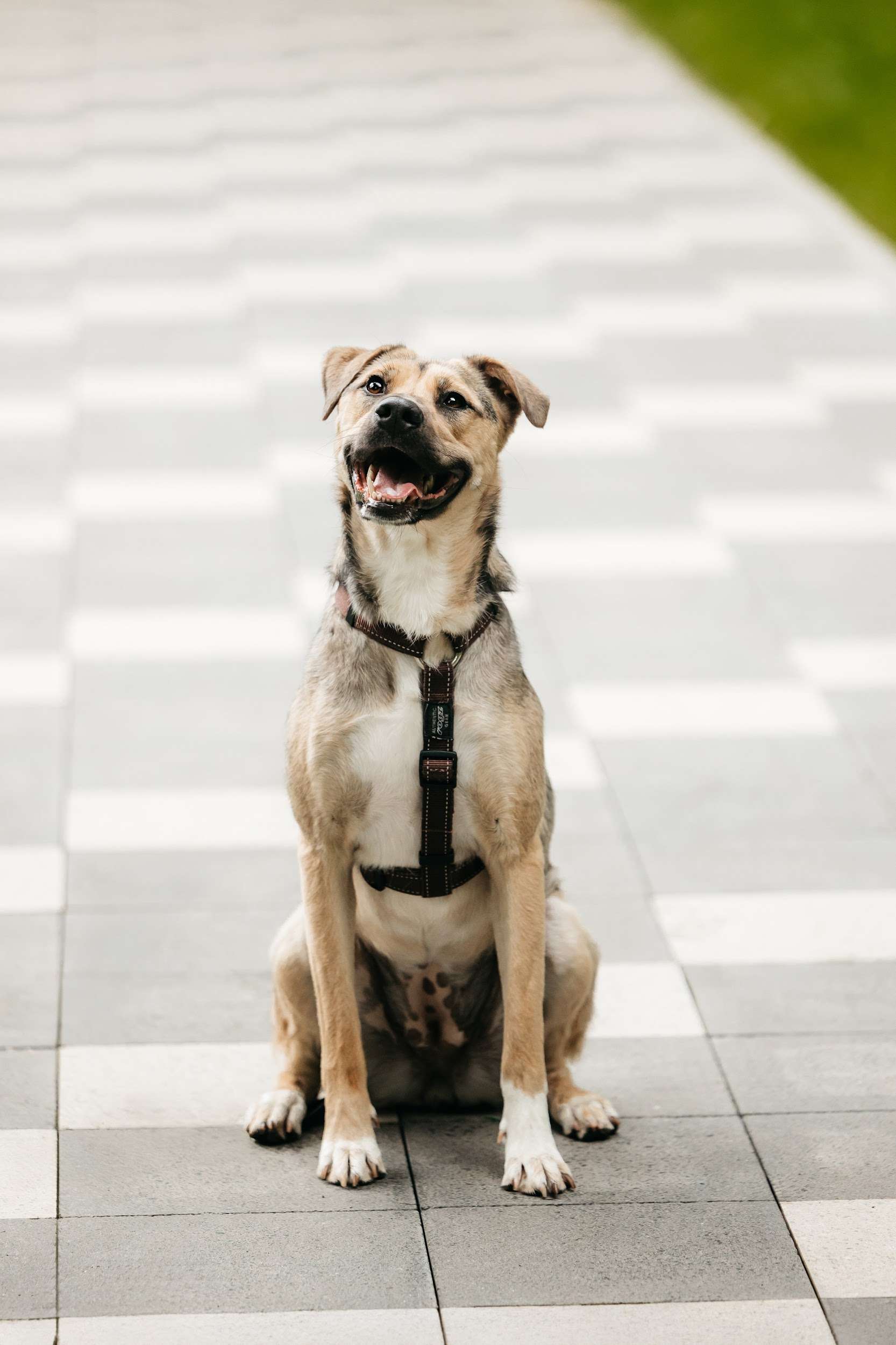 Солнечная Эстер в добрые руки