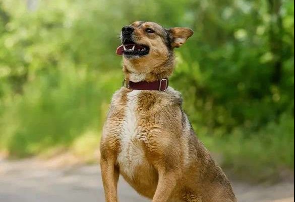 Лиза ждет Вас в приюте!