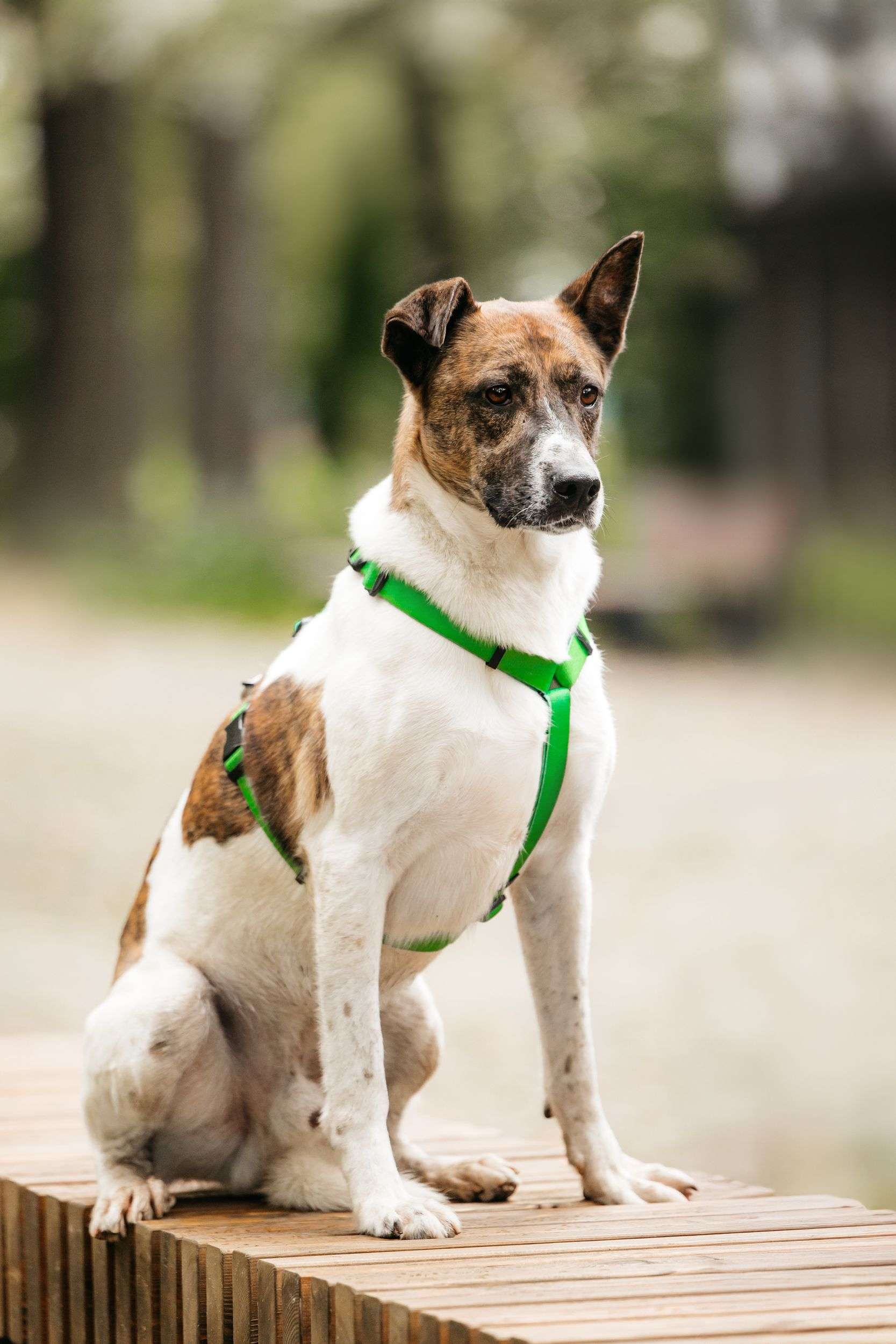 Трогательный собакен ищет дом