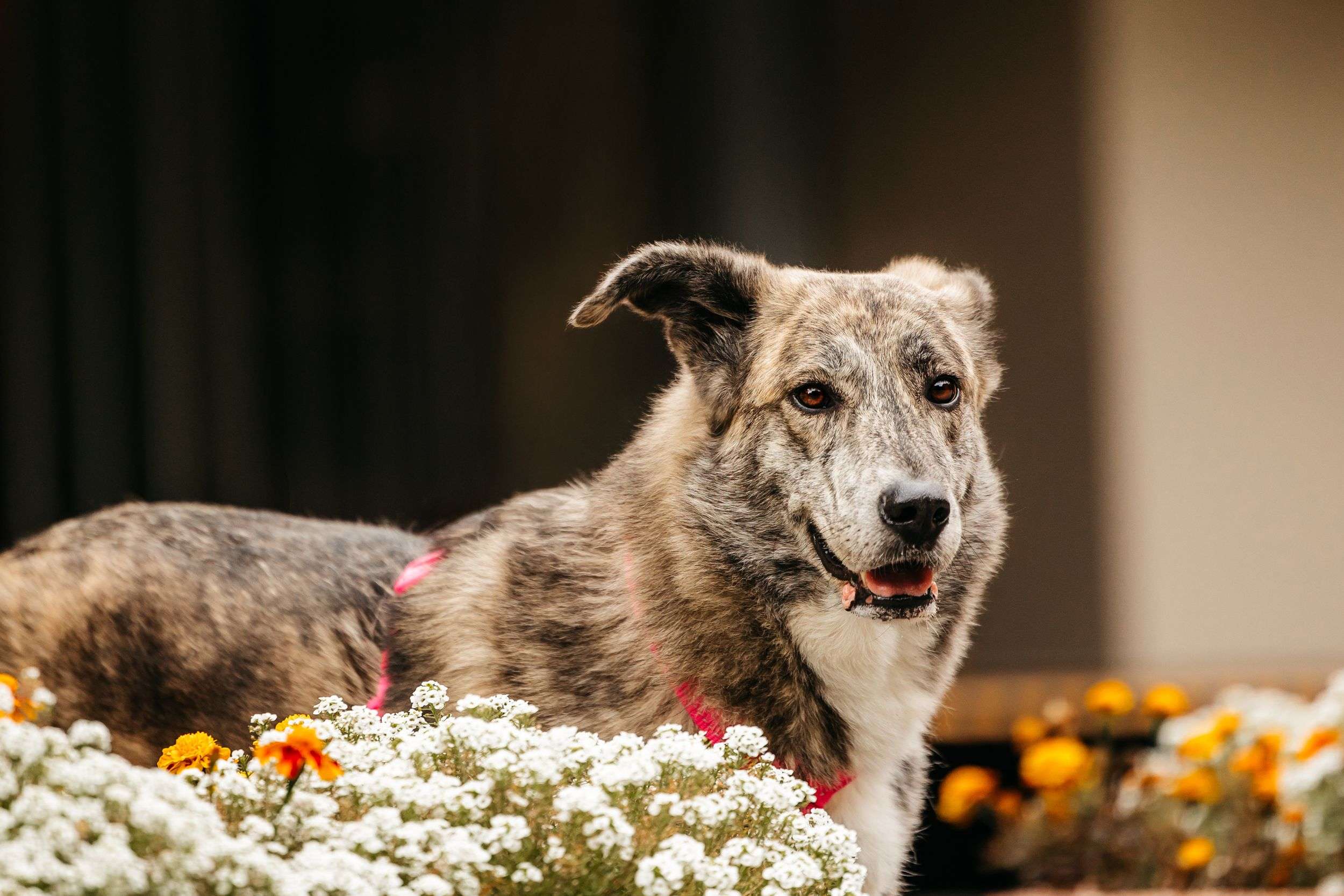 Уникальная Верба в поисках дома