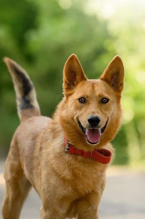 Арни Ждет Вас в приюте!