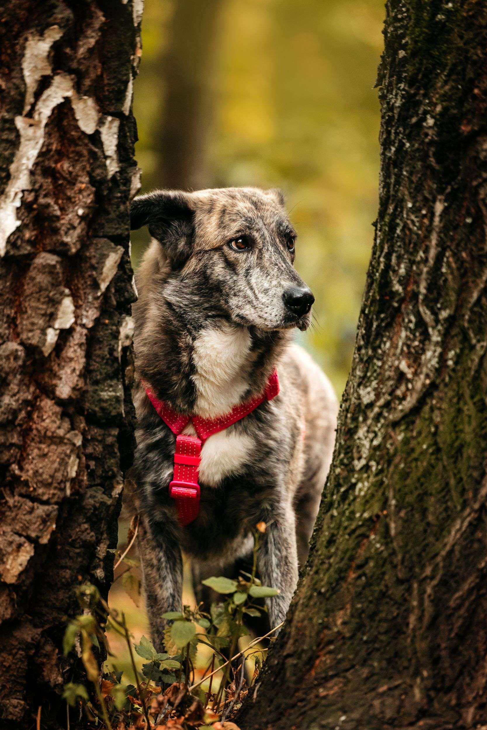 Уникальная Верба в поисках дома
