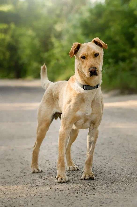 Батон ждет Вас в приюте!