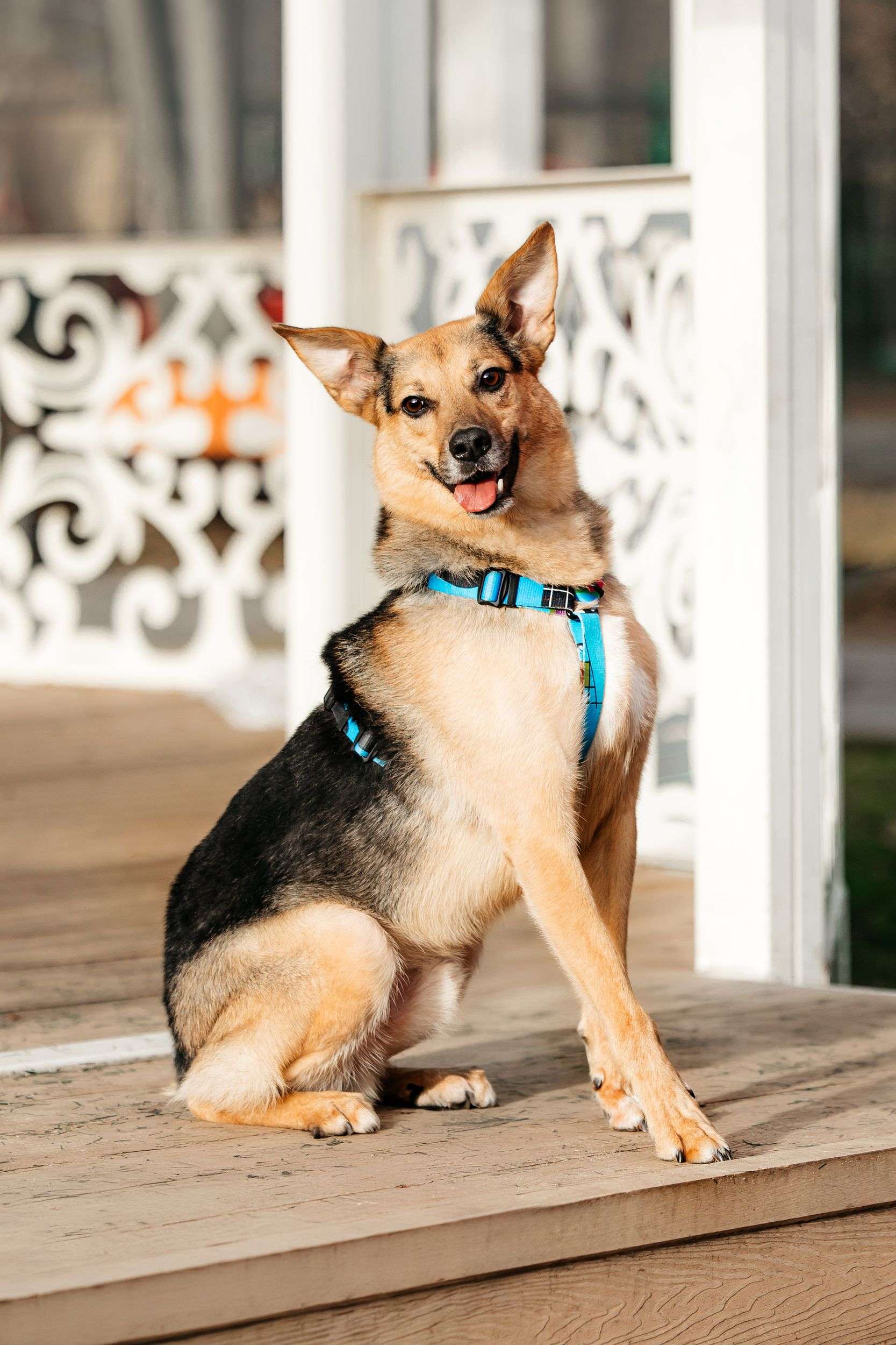 Нежный Читос ищет дом