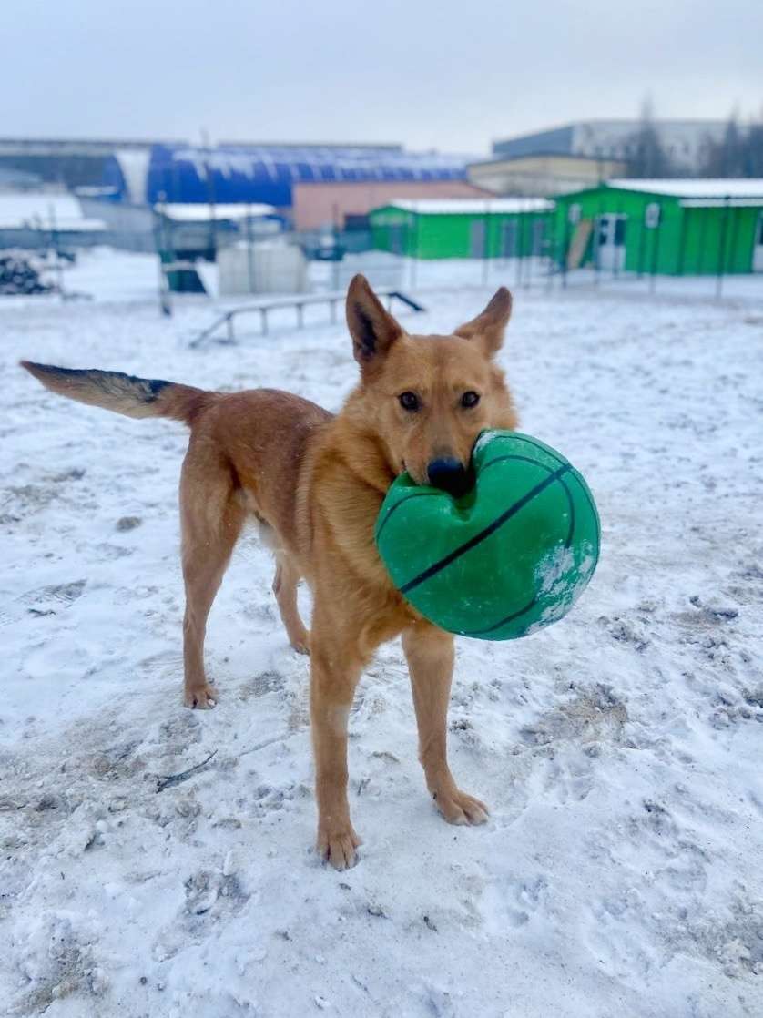 Арни Ждет Вас в приюте!