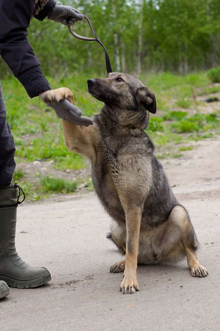 Пайпер