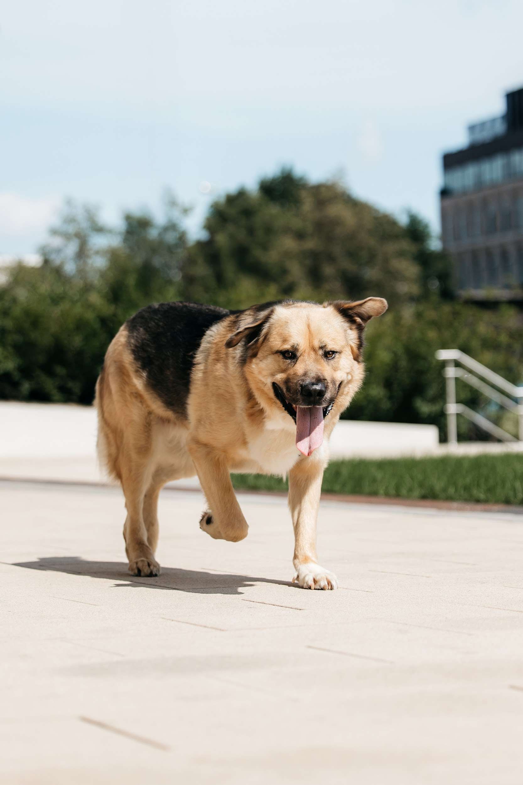  Дынька — это доброта, ставшая собакой!