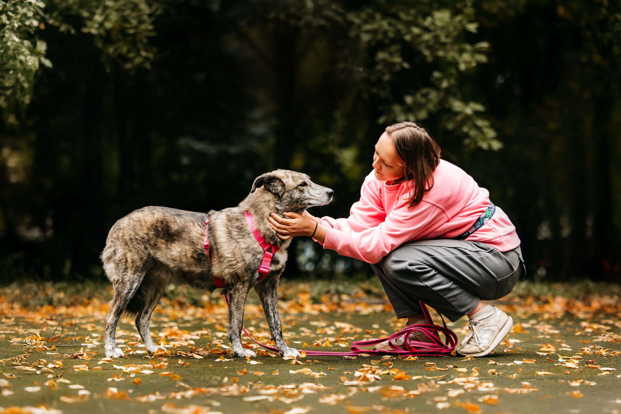 Уникальная Верба в поисках дома