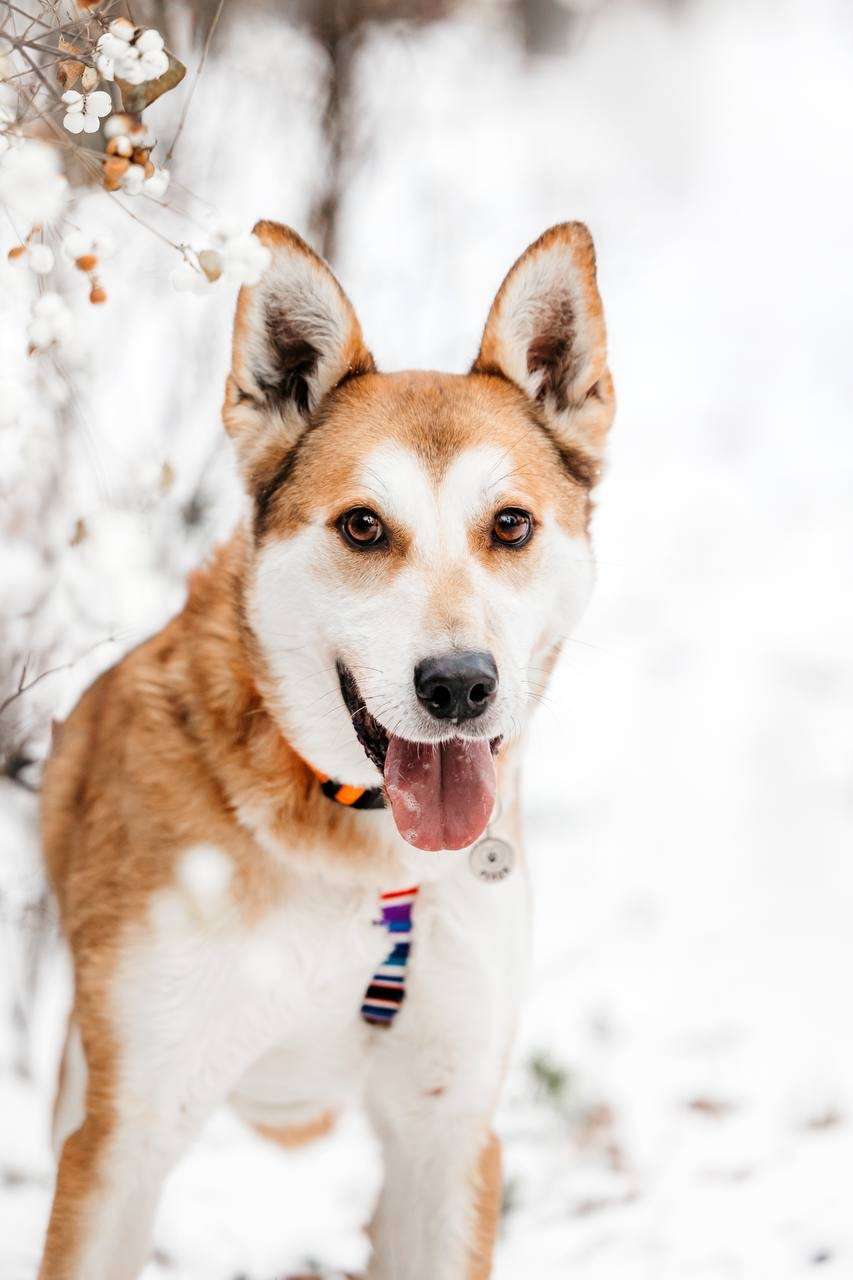 Грациозный Вальс ищет дом