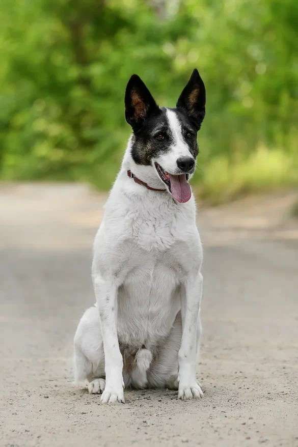 Рорик ждет Вас вприюте!