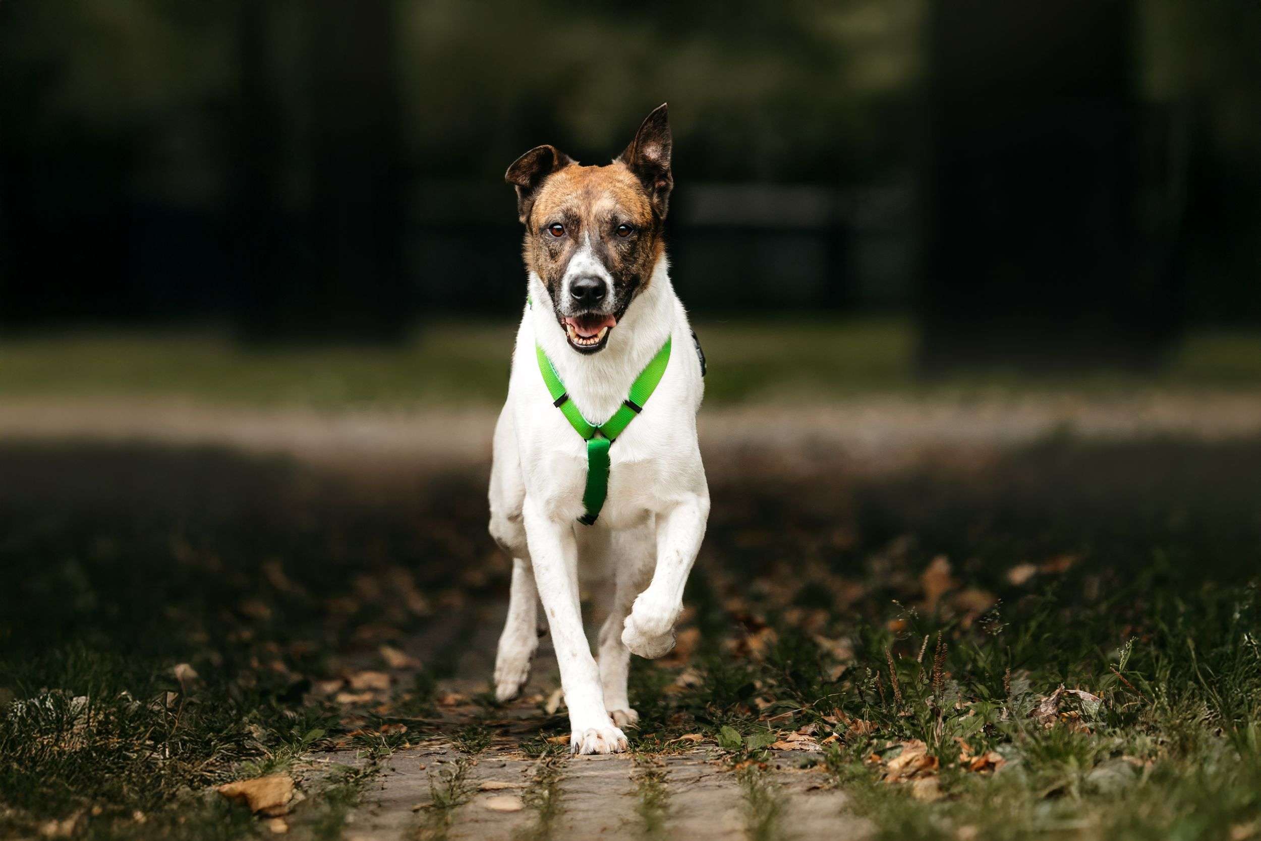 Трогательный собакен ищет дом