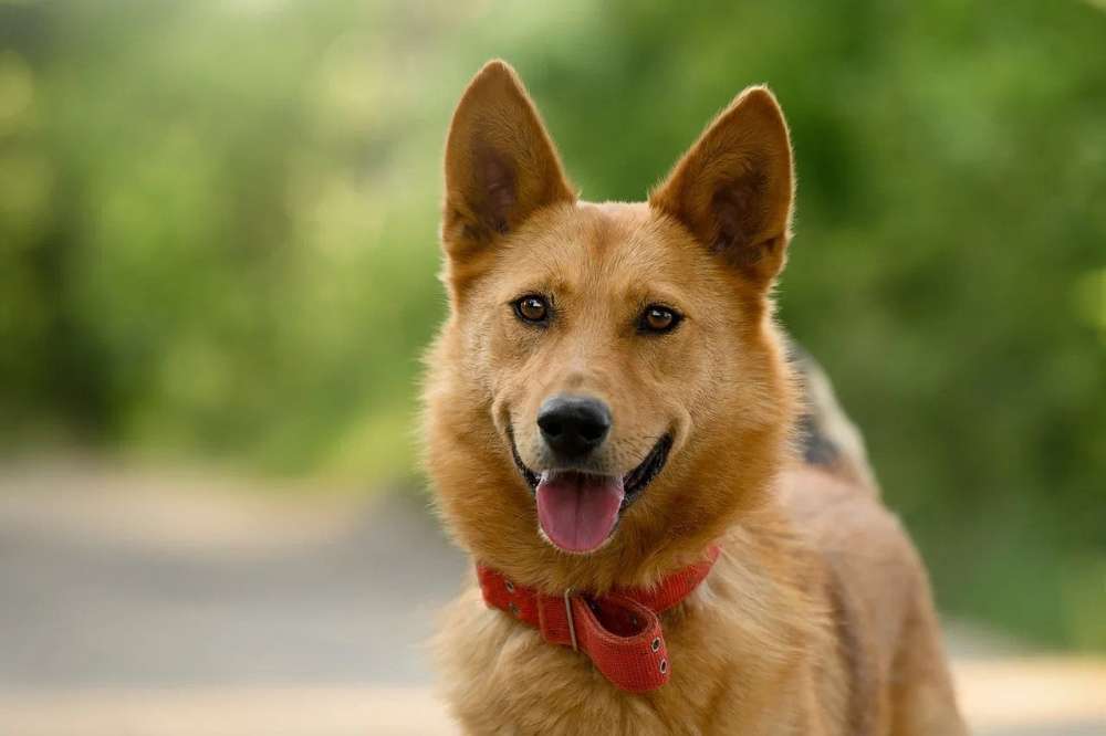 Арни Ждет Вас в приюте!