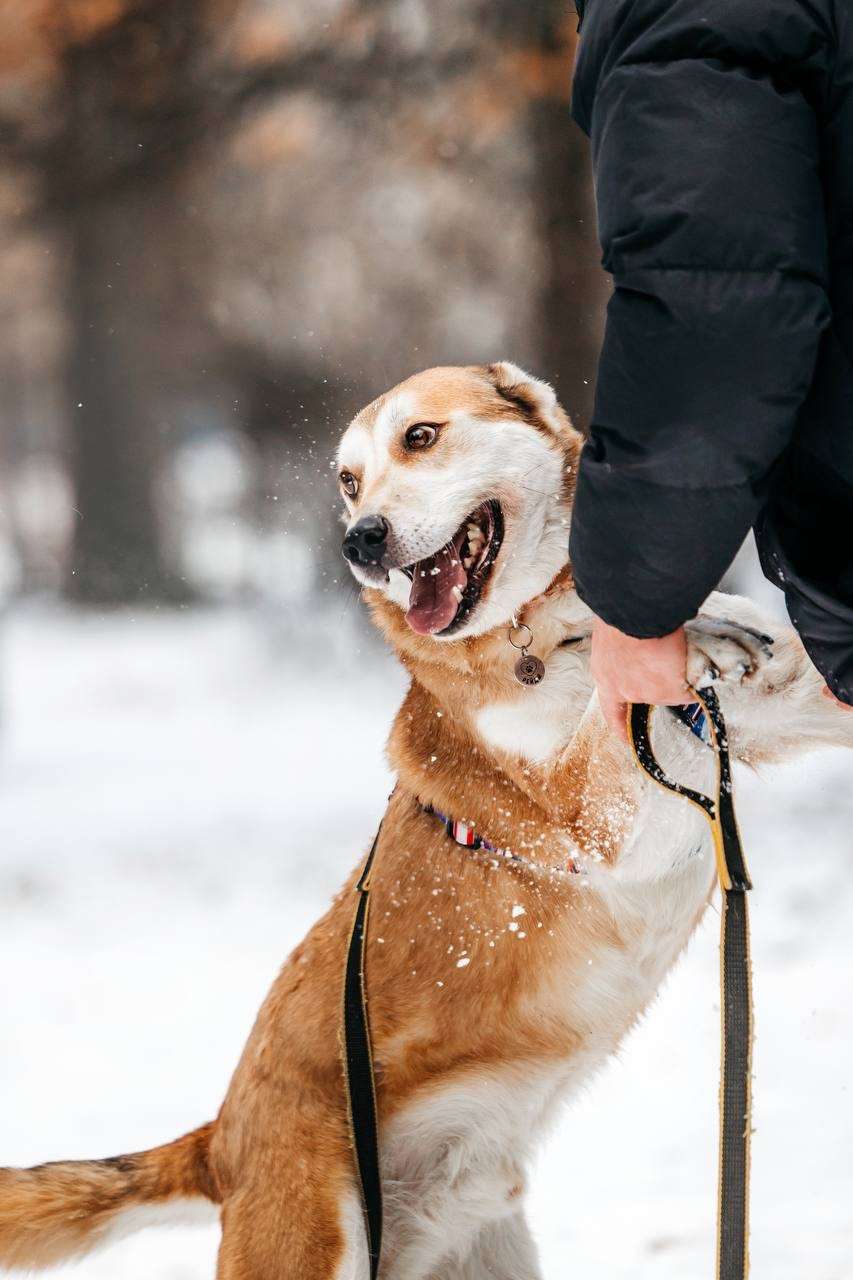 Грациозный Вальс ищет дом