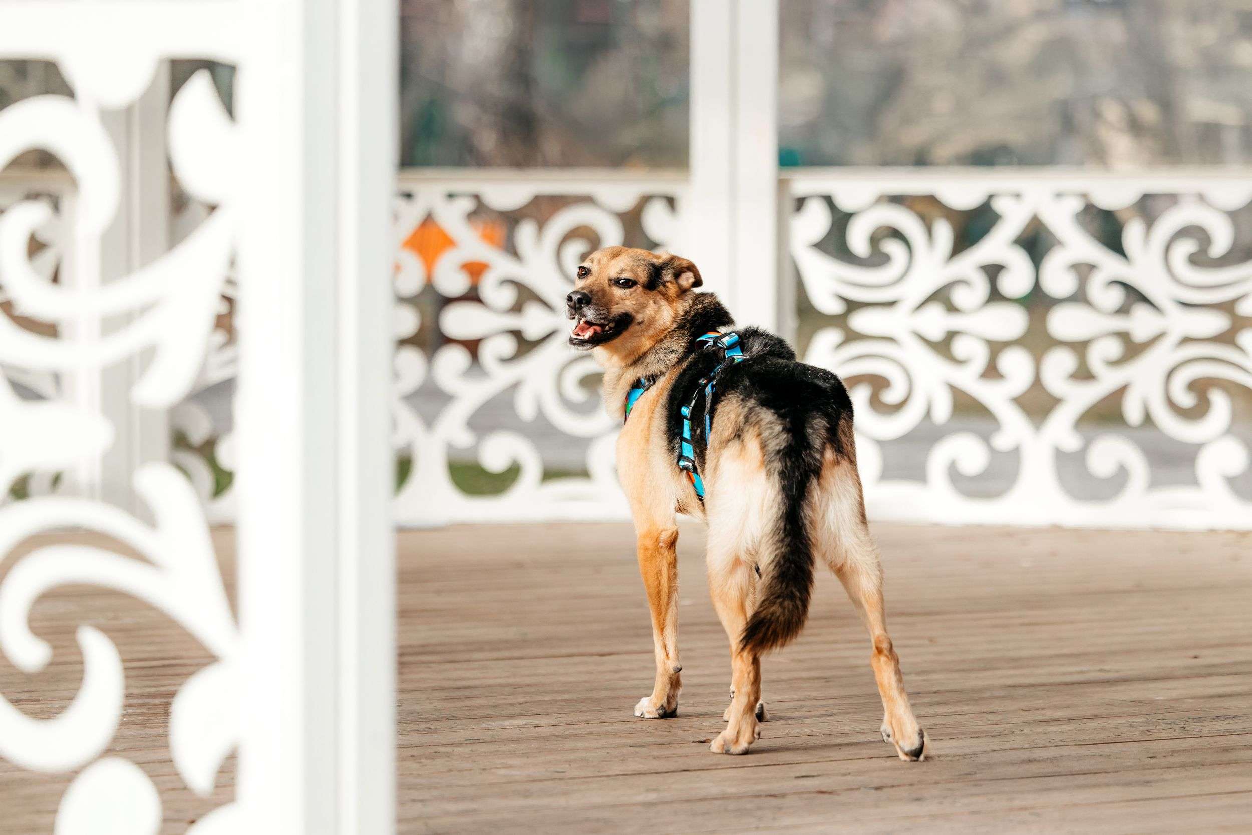 Нежный Читос ищет дом