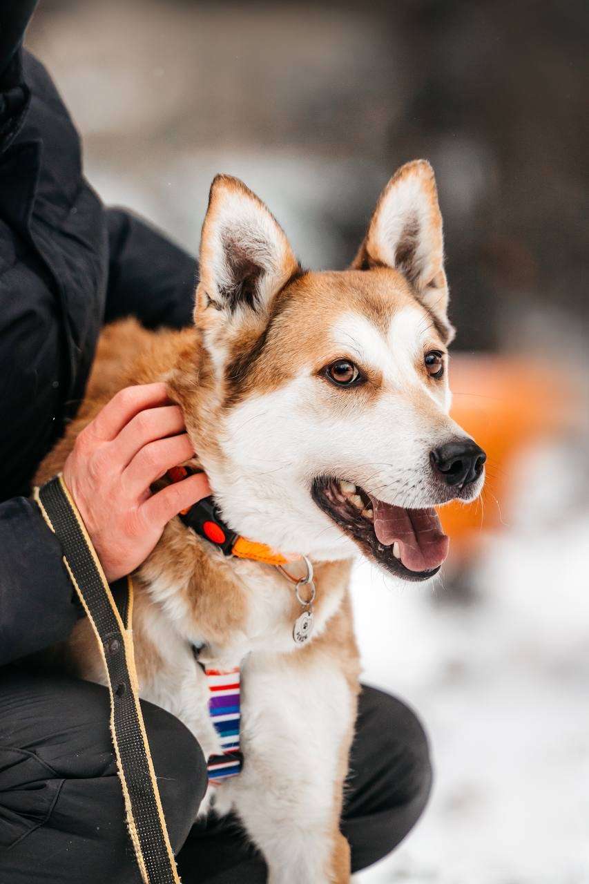 Грациозный Вальс ищет дом