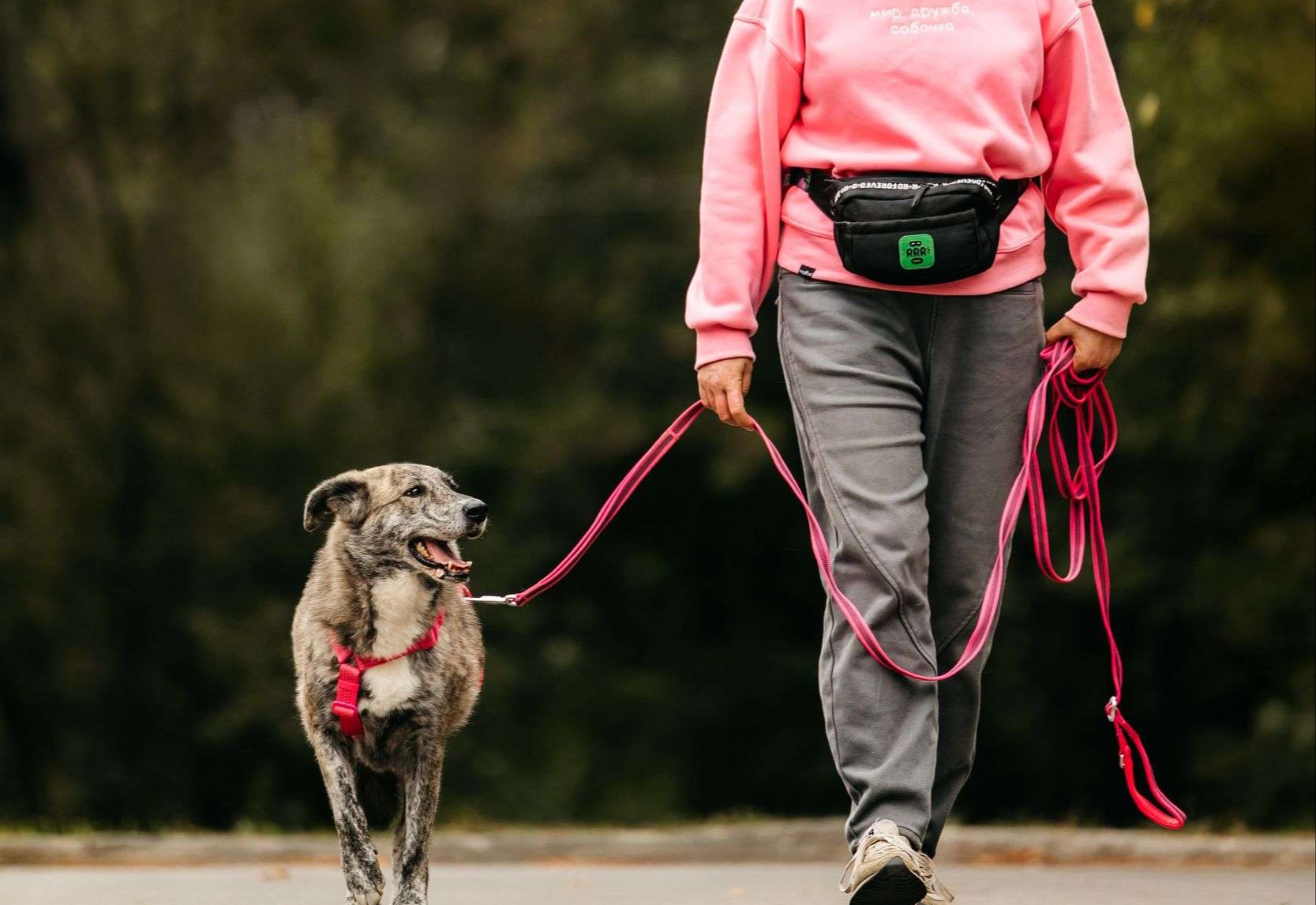 Уникальная Верба в поисках дома