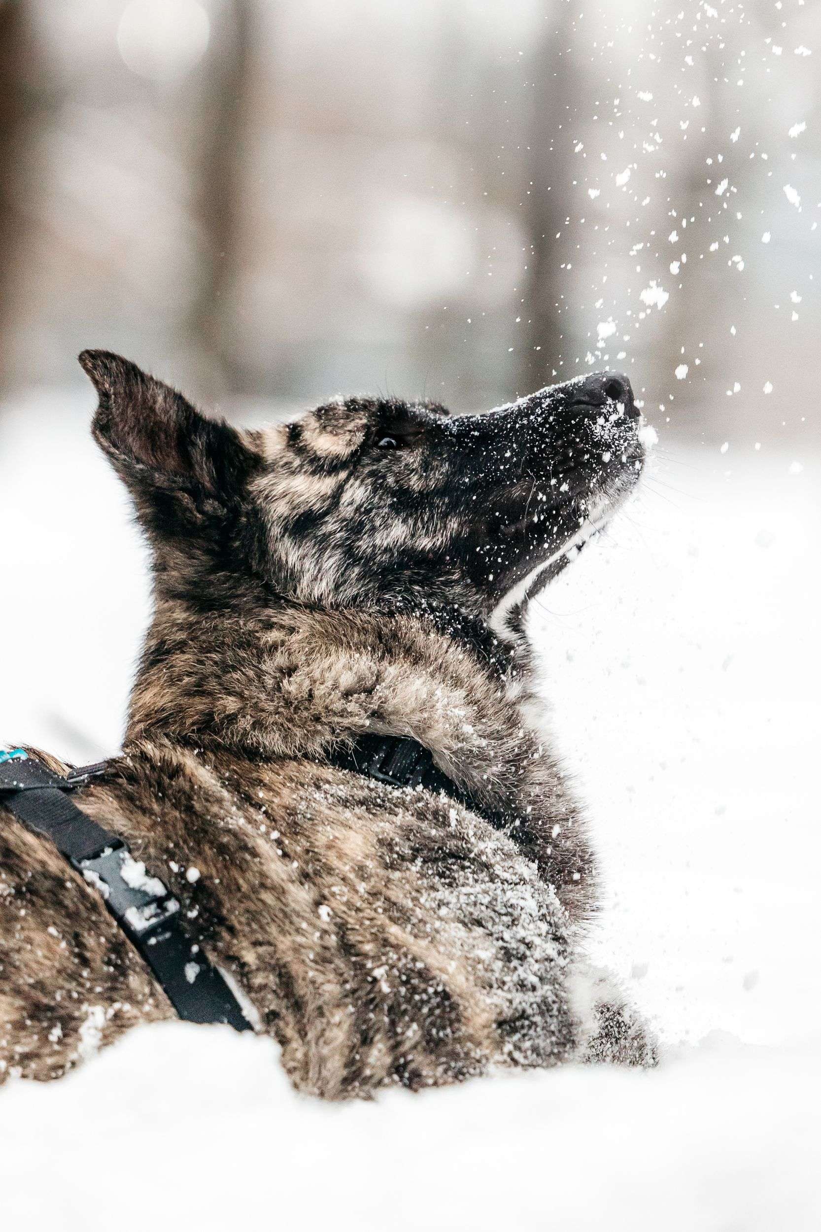 Тигровый Чуни ищет дом