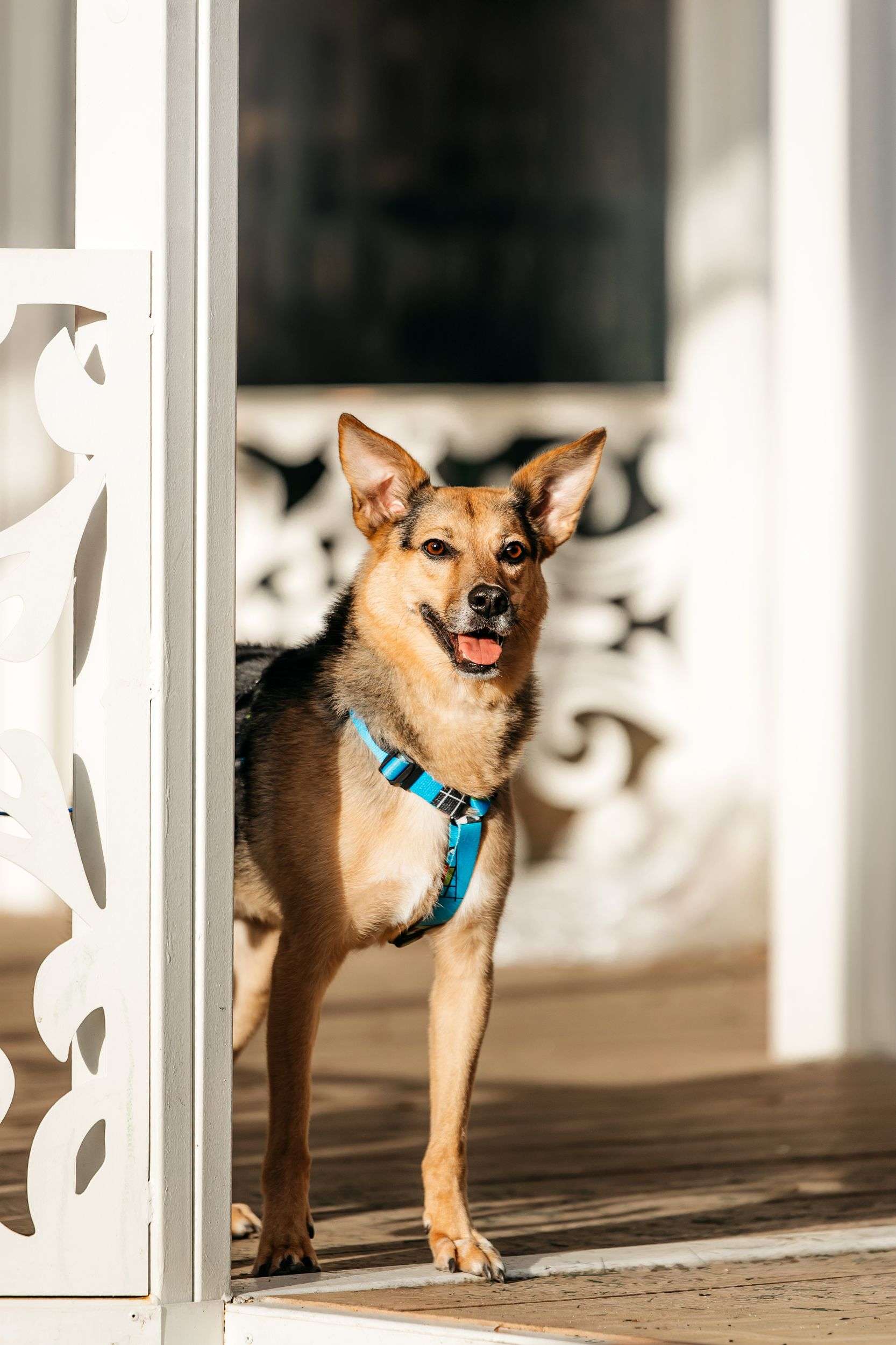 Нежный Читос ищет дом