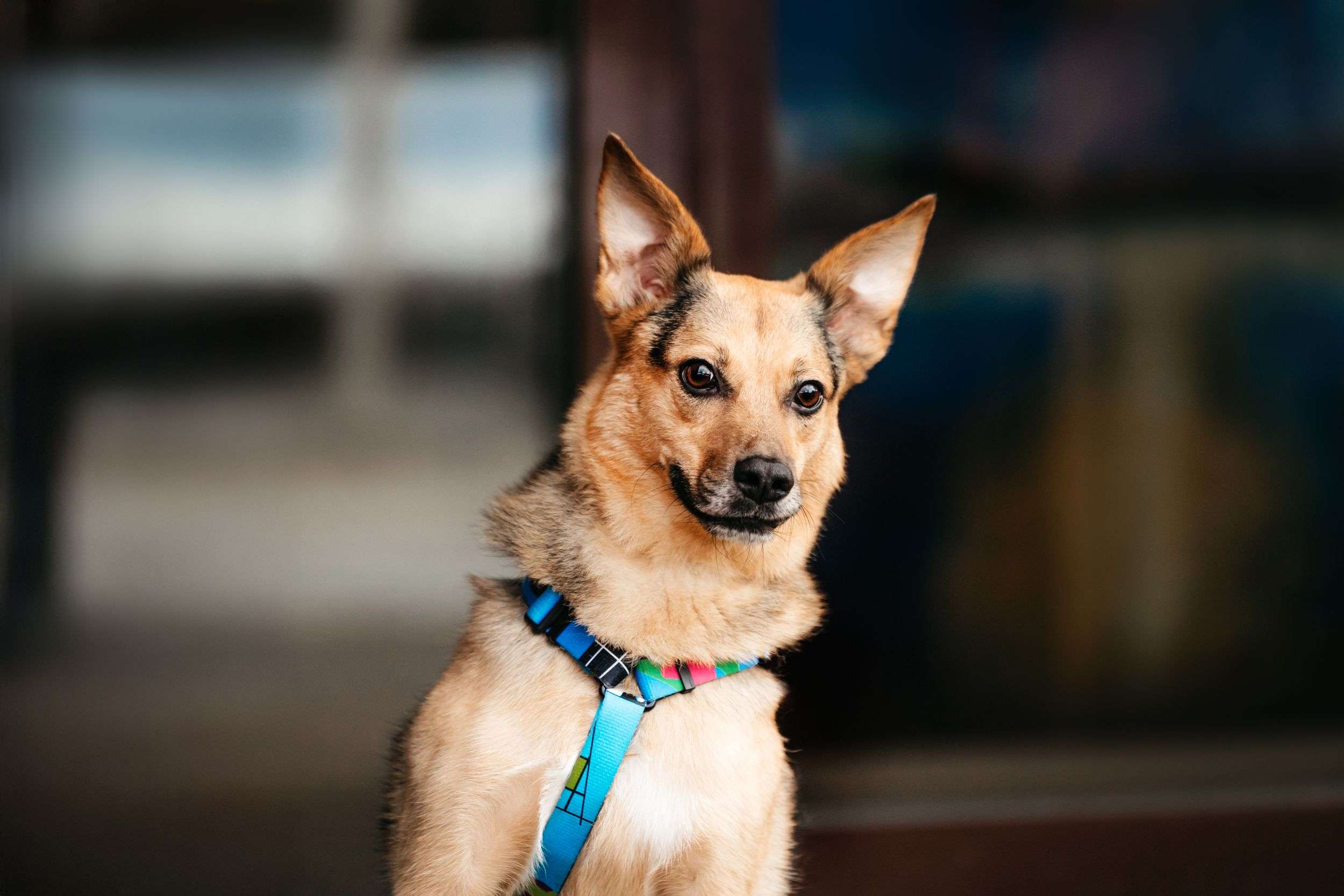 Нежный Читос ищет дом