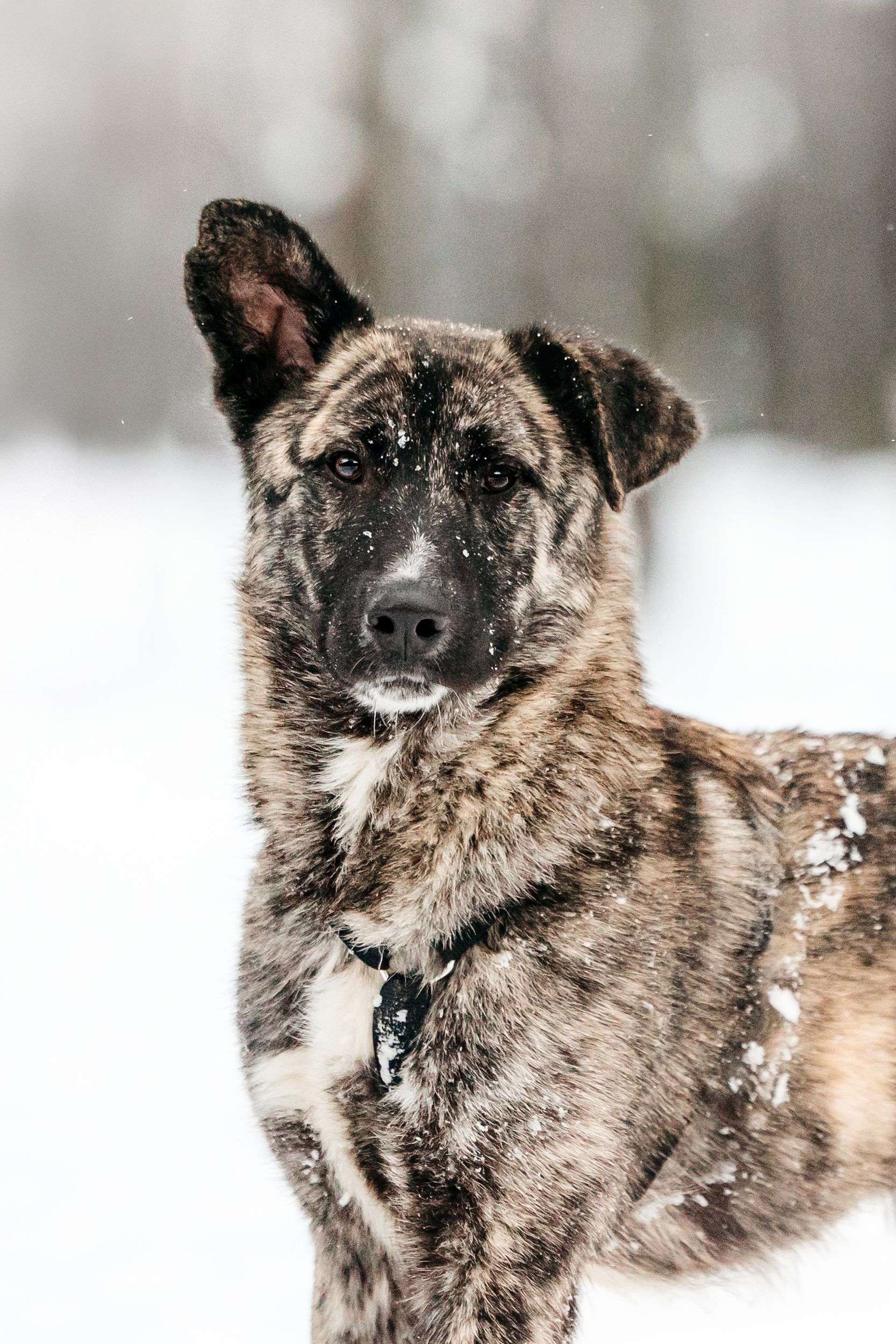 Тигровый Чуни ищет дом