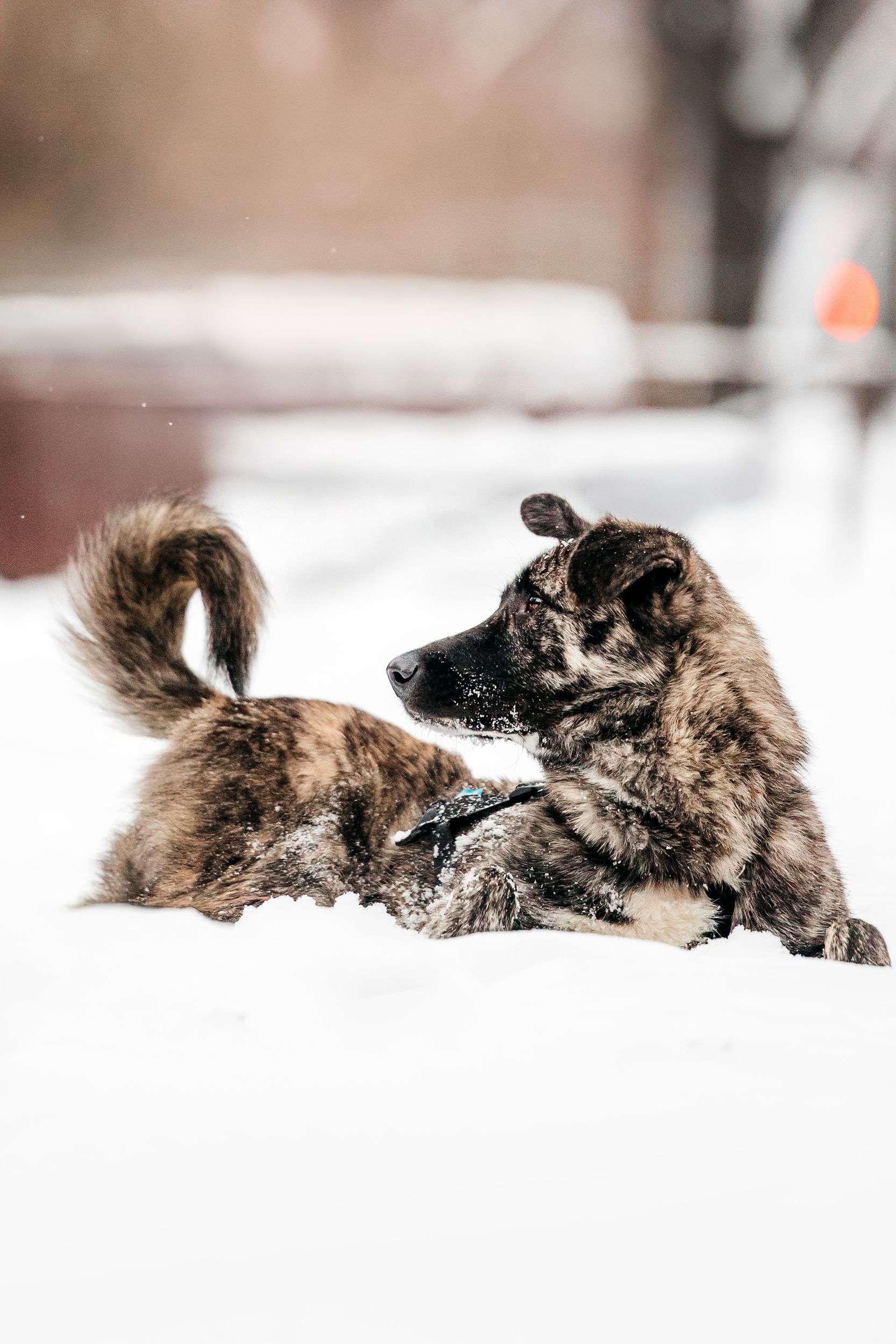 Тигровый Чуни ищет дом