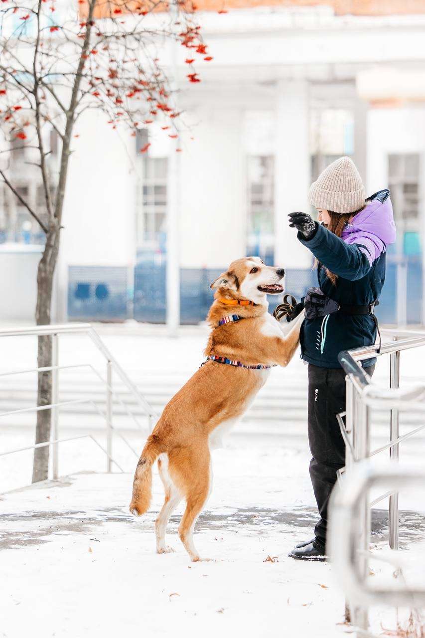 Грациозный Вальс ищет дом