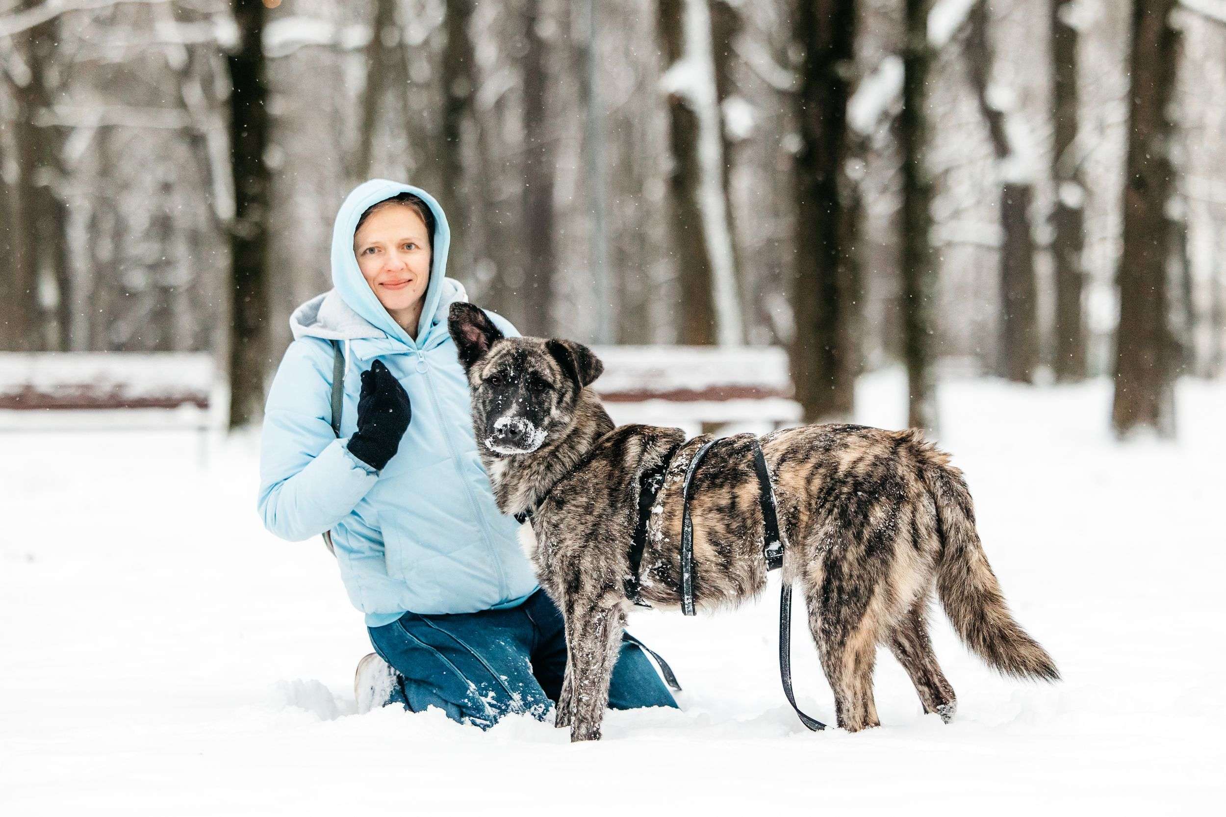 Тигровый Чуни ищет дом
