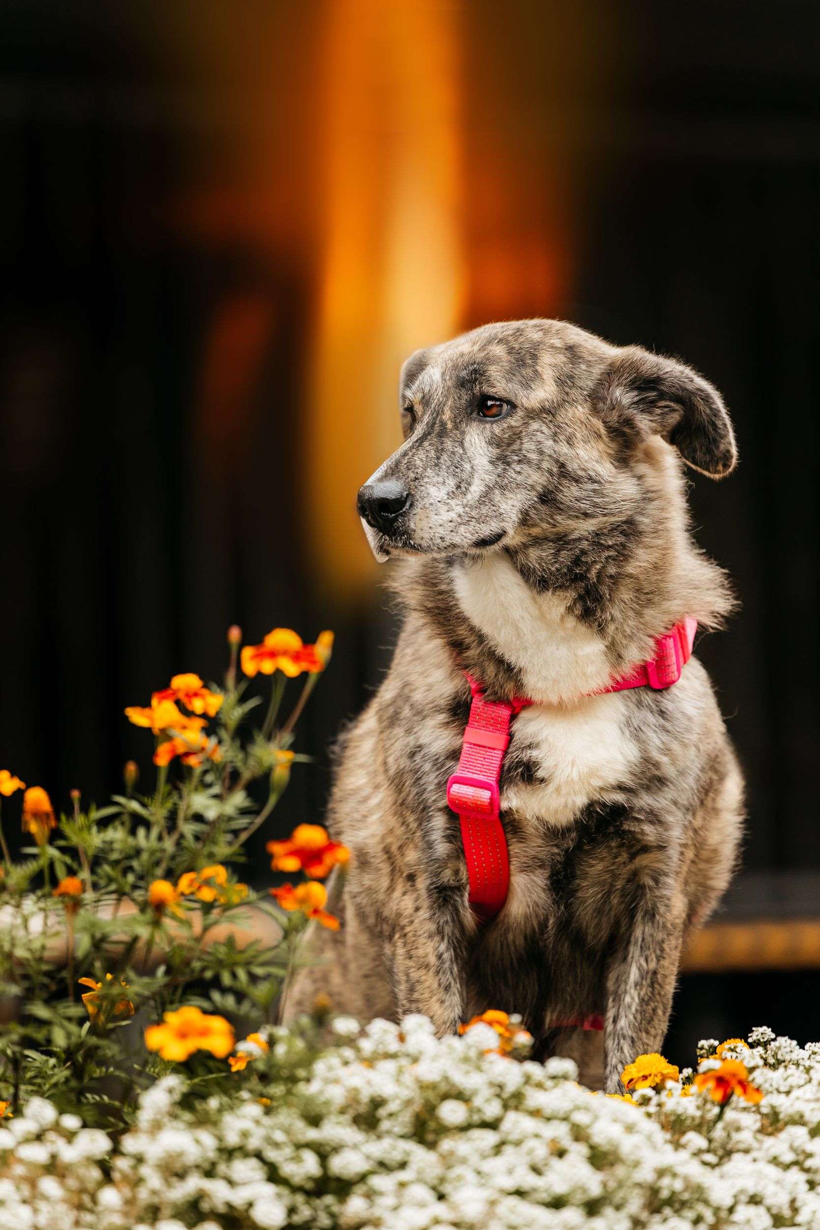 Уникальная Верба в поисках дома