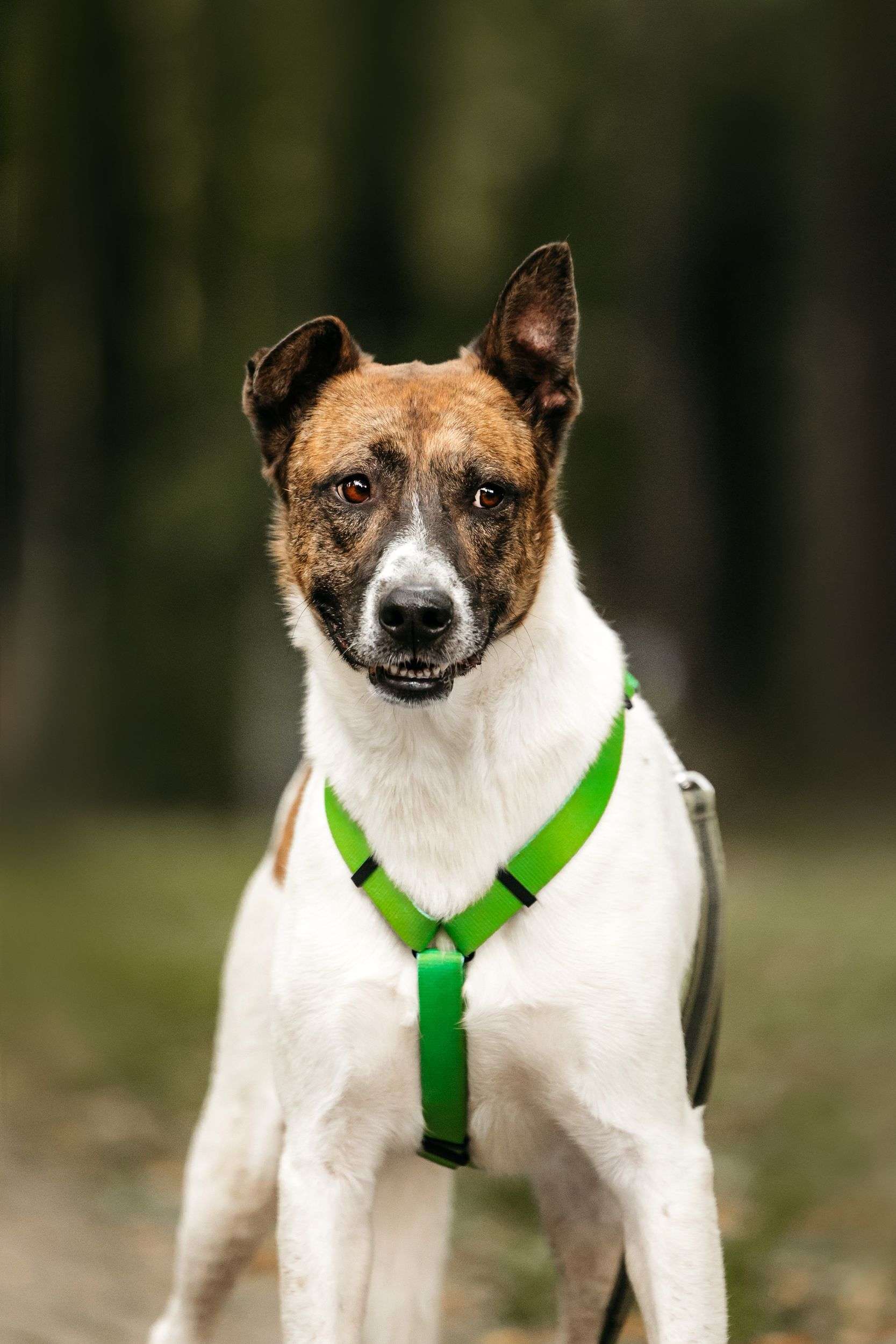 Трогательный собакен ищет дом