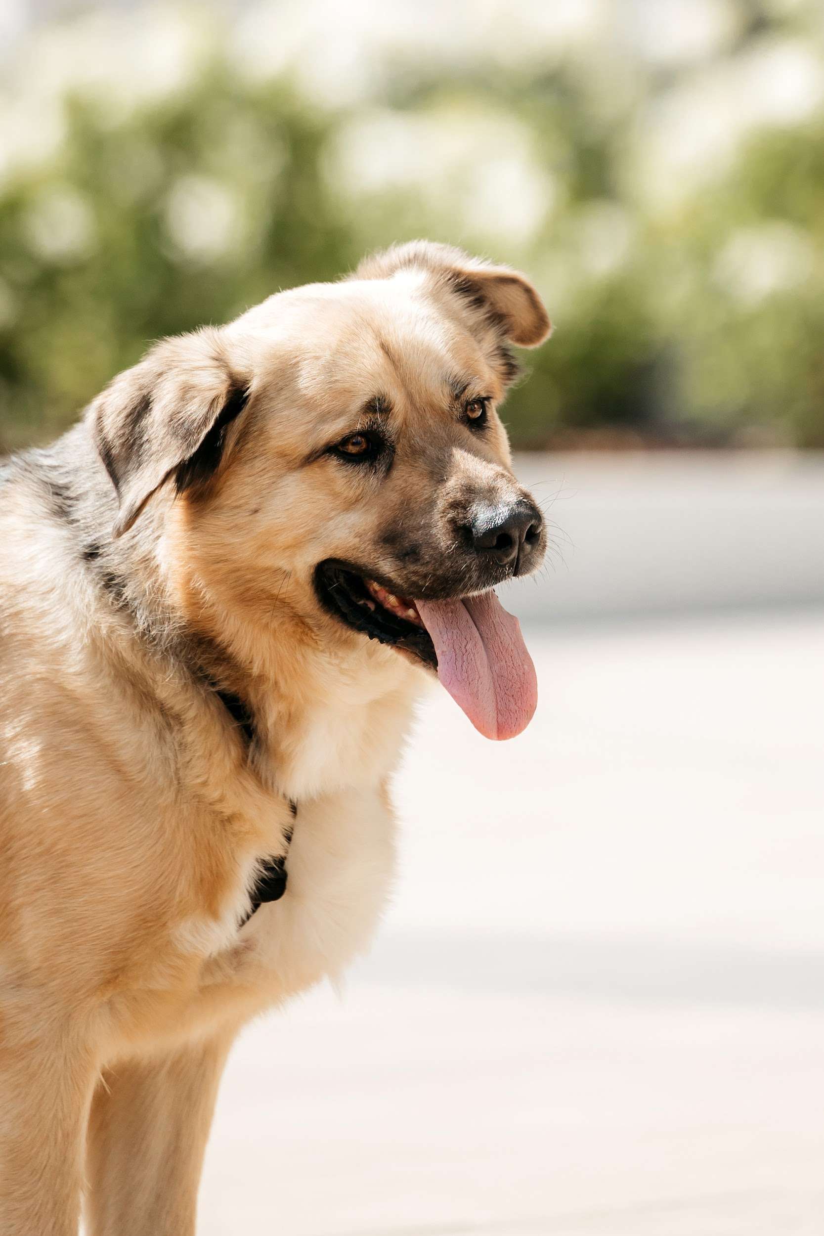  Дынька — это доброта, ставшая собакой!