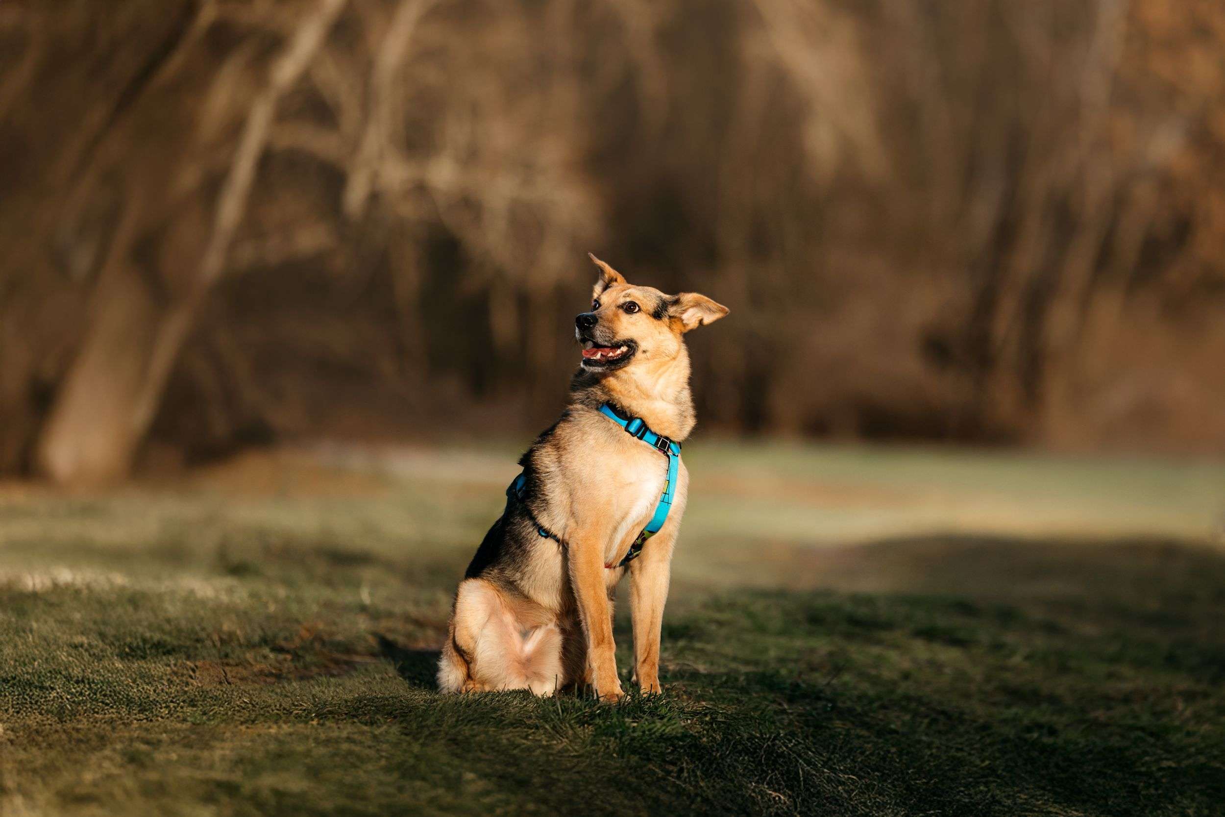 Нежный Читос ищет дом