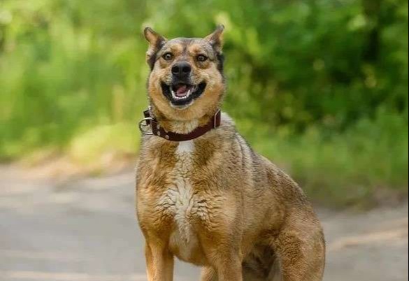 Лиза ждет Вас в приюте!