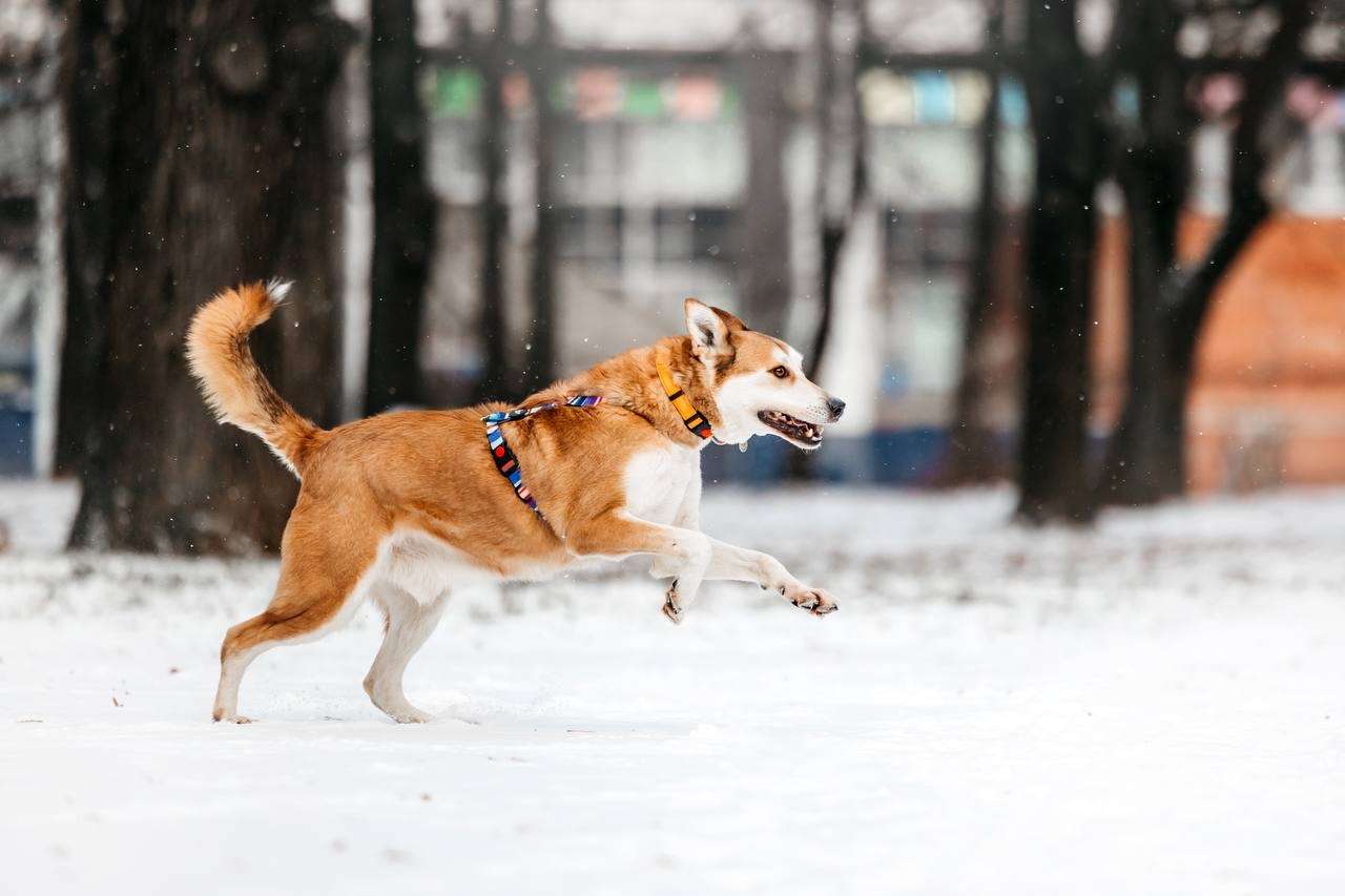 Грациозный Вальс ищет дом