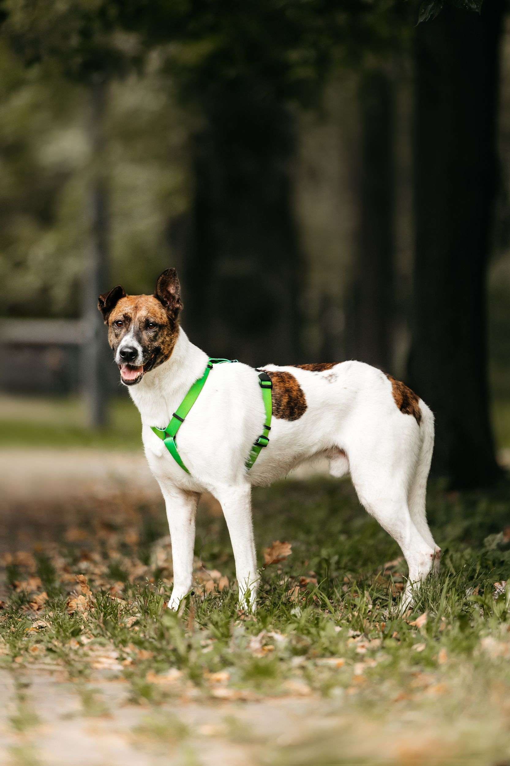 Трогательный собакен ищет дом