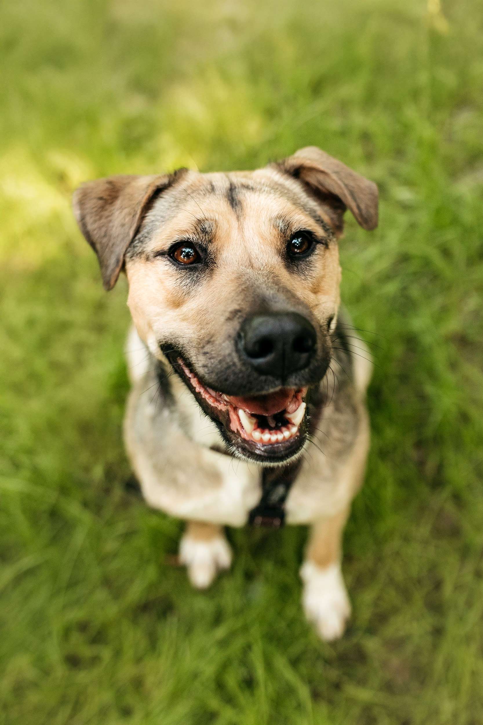 Солнечная Эстер в добрые руки