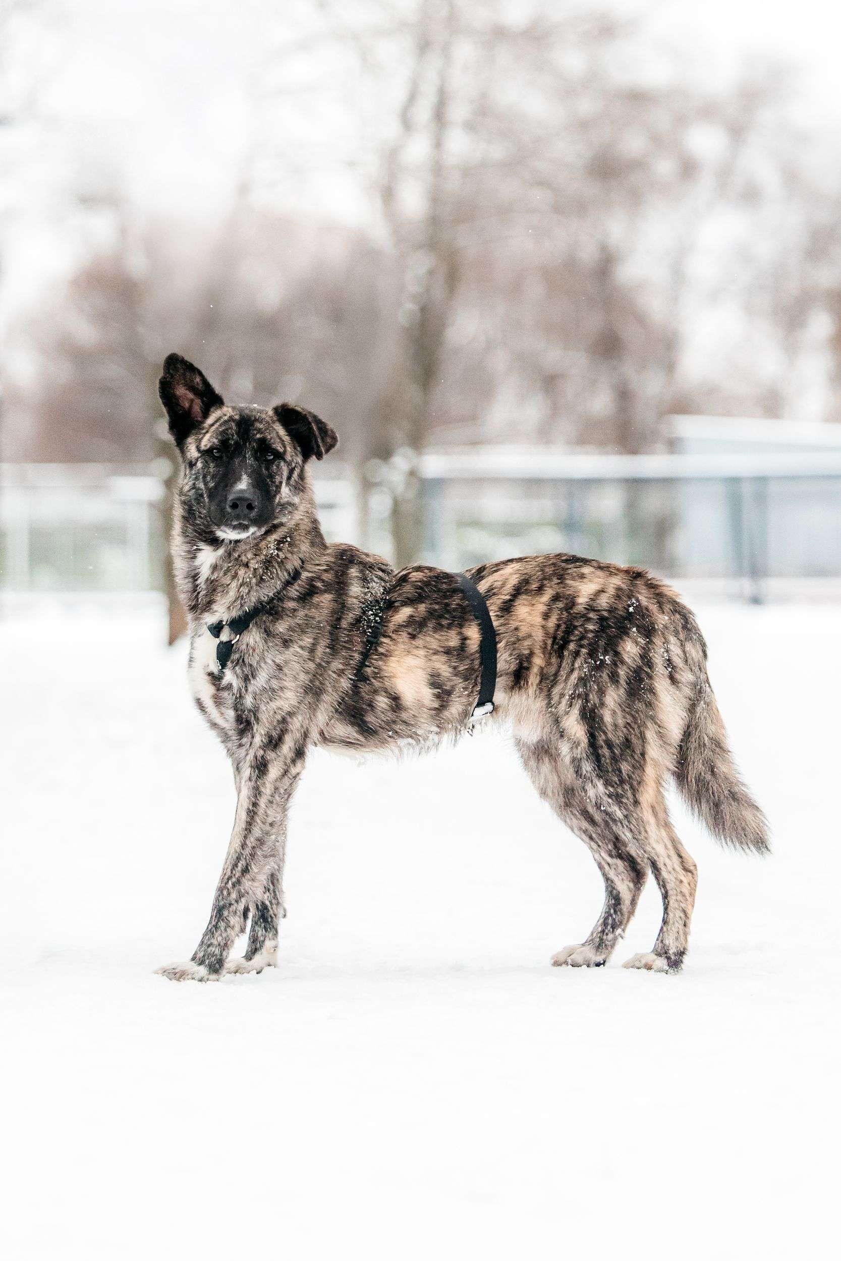 Тигровый Чуни ищет дом