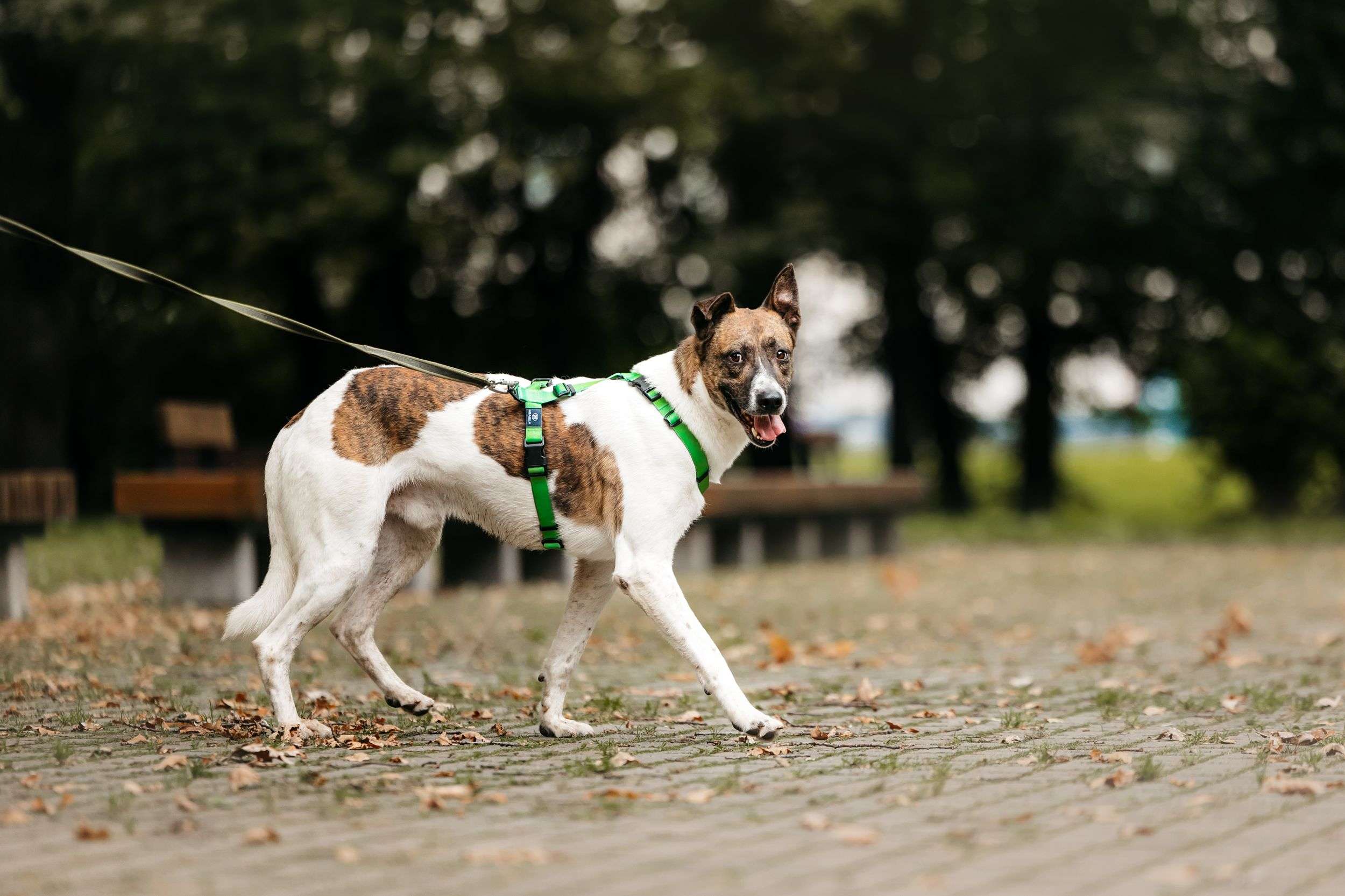 Трогательный собакен ищет дом
