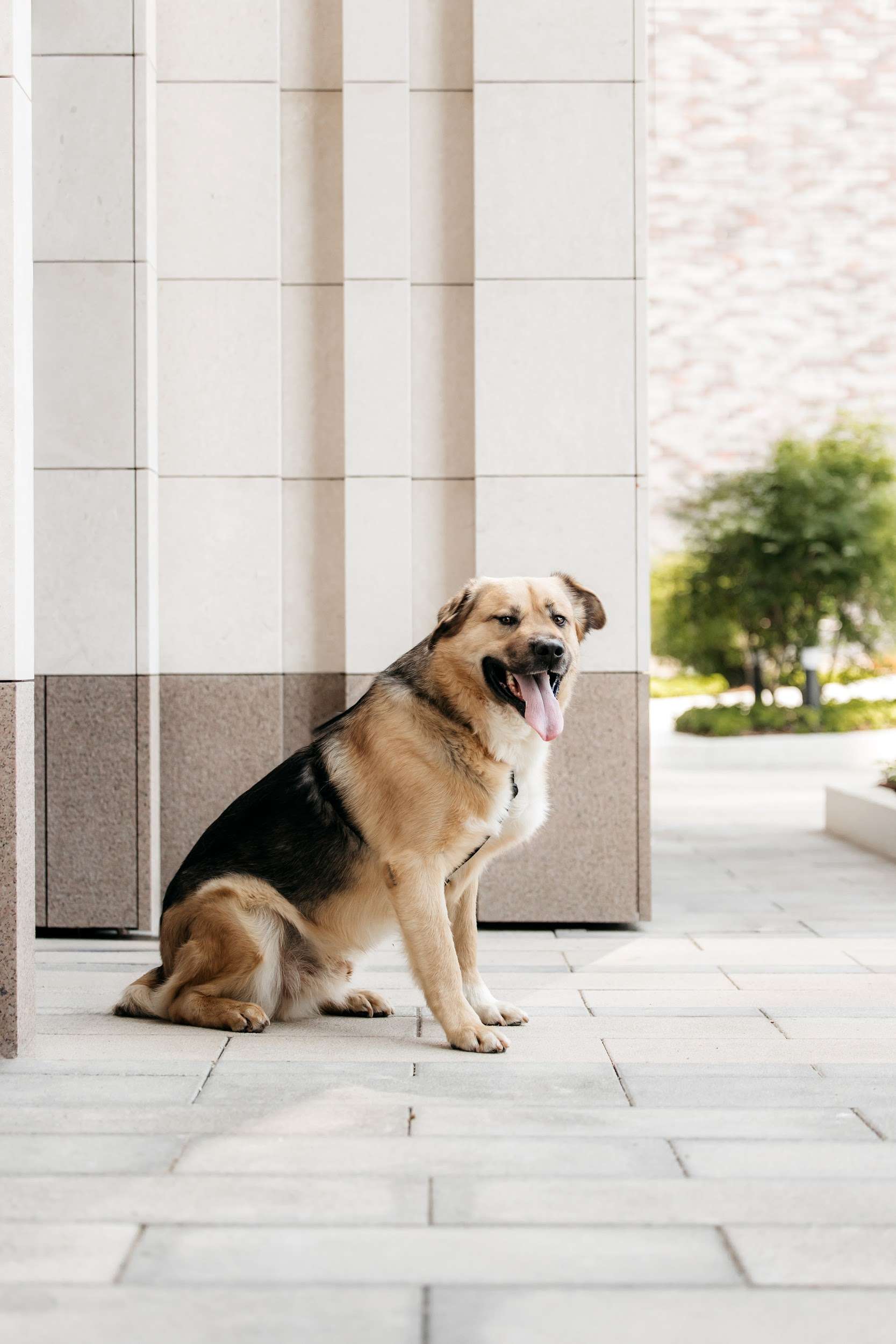  Дынька — это доброта, ставшая собакой!