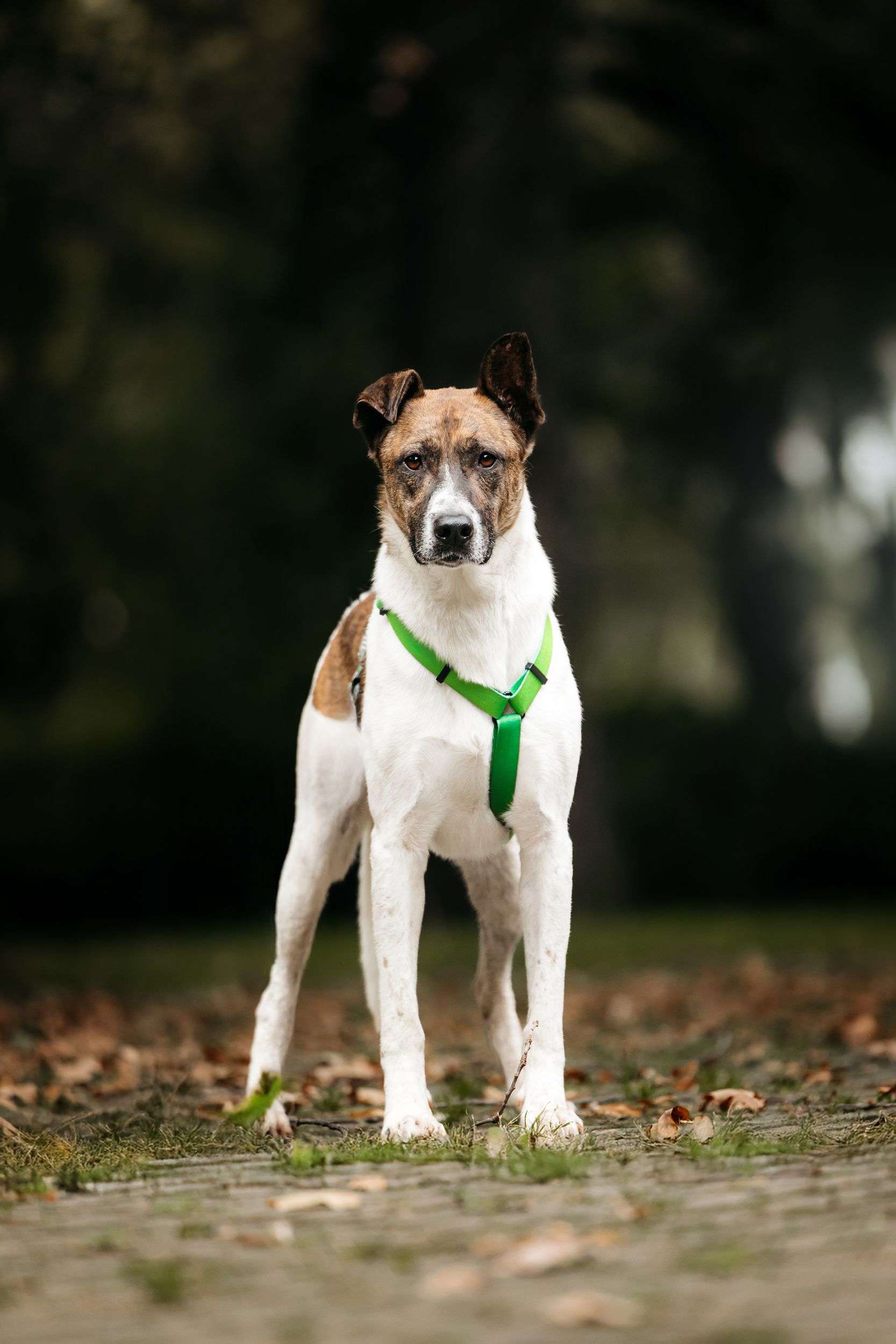 Трогательный собакен ищет дом