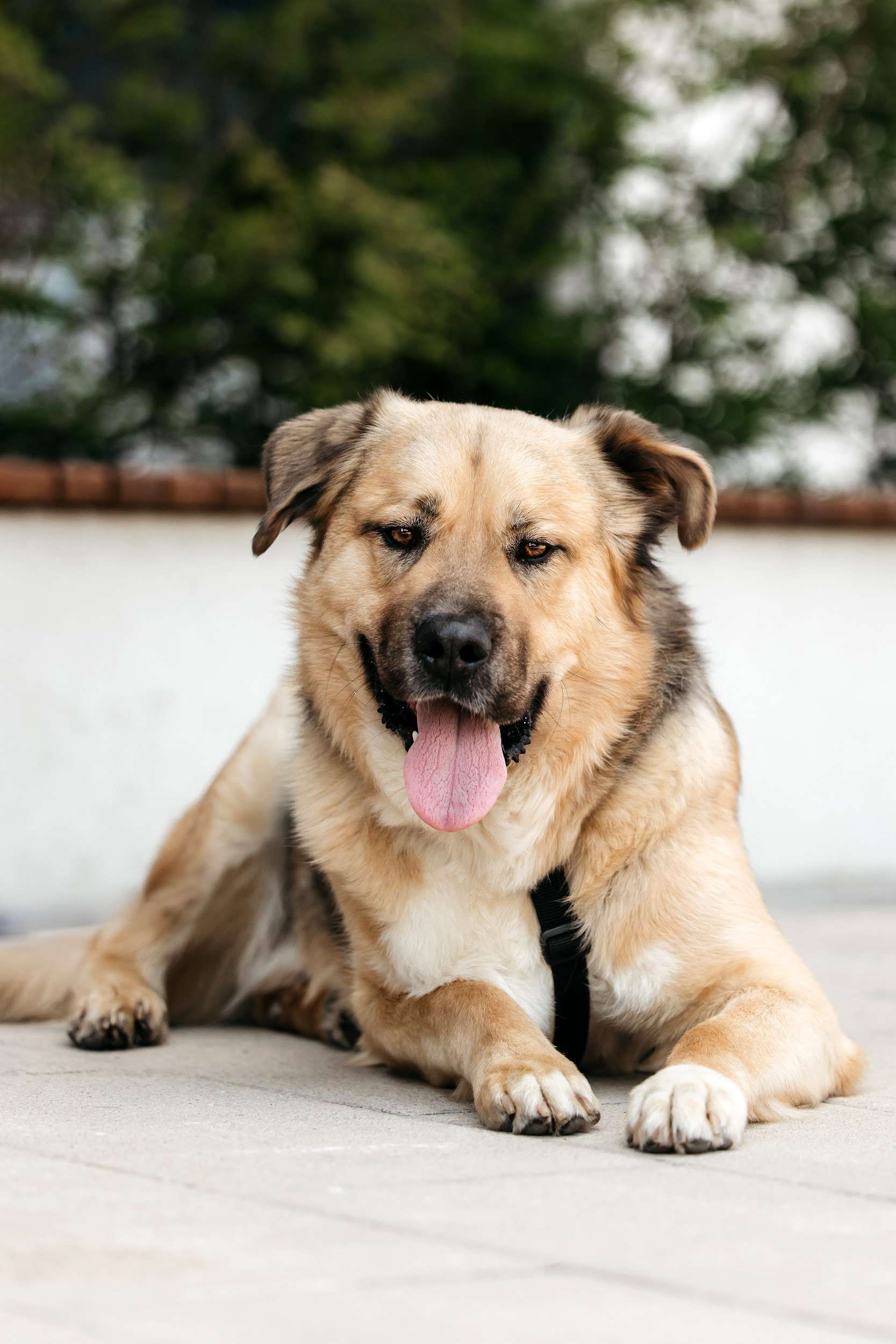  Дынька — это доброта, ставшая собакой!