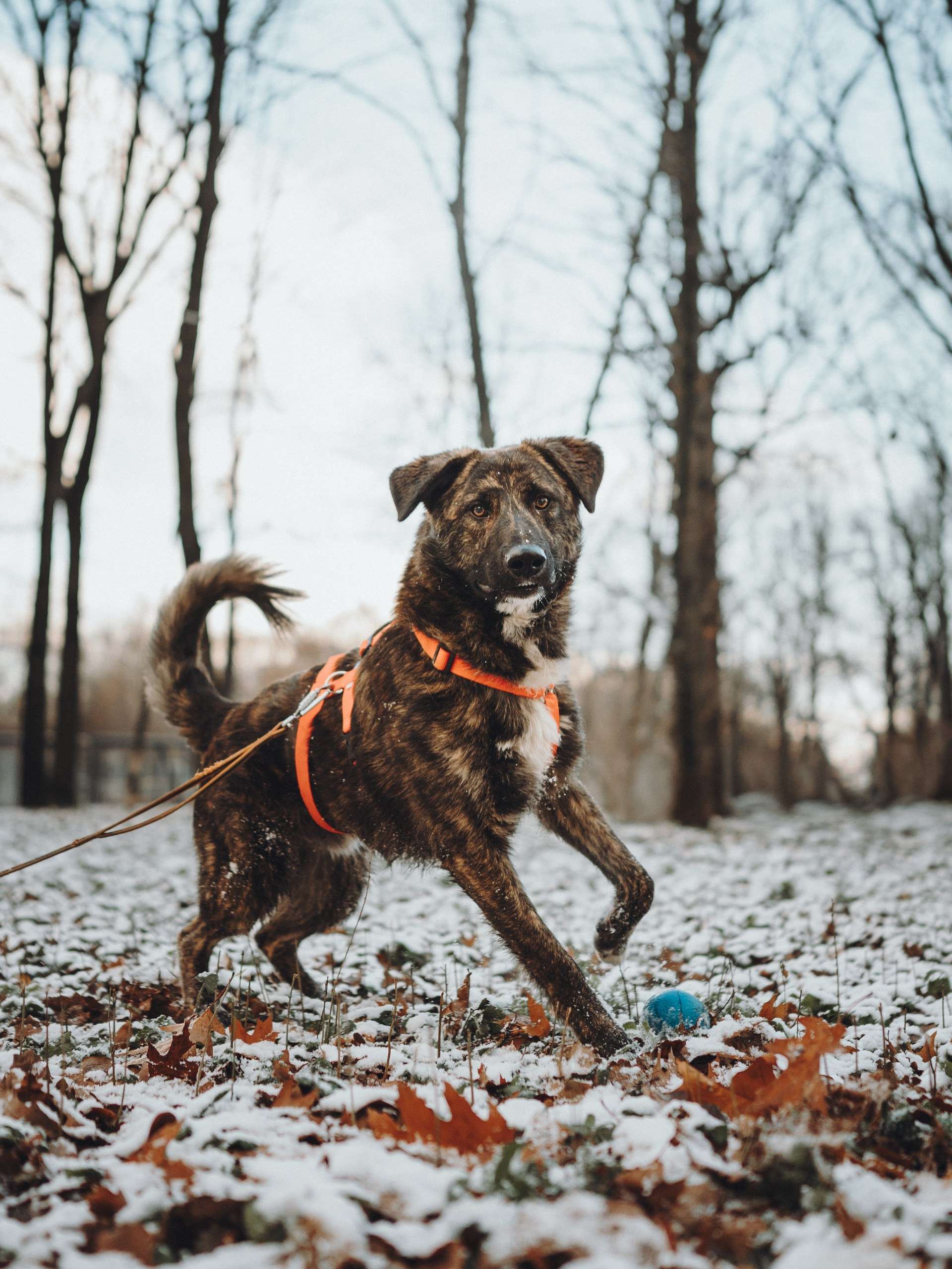 Роскошный Элвин ищет дом!
